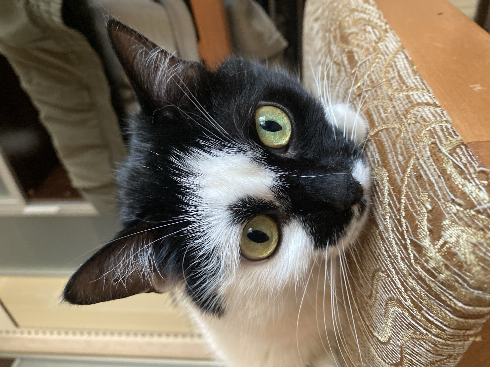 A close-up, head-on shot shows a black and white cat lying on a textured, patterned cushion, possibly an armchair or chair. The cat's face is the primary focus, with its body extending to the left and right out of frame. The cat has striking green eyes, with pupils that appear somewhat dilated. A distinct black marking covers the bridge of its nose and extends up between its eyes, contrasting with the white fur on its face. White whiskers fan out from its muzzle. The background is out of focus and shows a warm-toned wall with what appears to be shelving or furniture. The image was taken indoors, suggesting a domestic setting. The specific location in Protvino, Russia cannot be determined from the visual information provided.