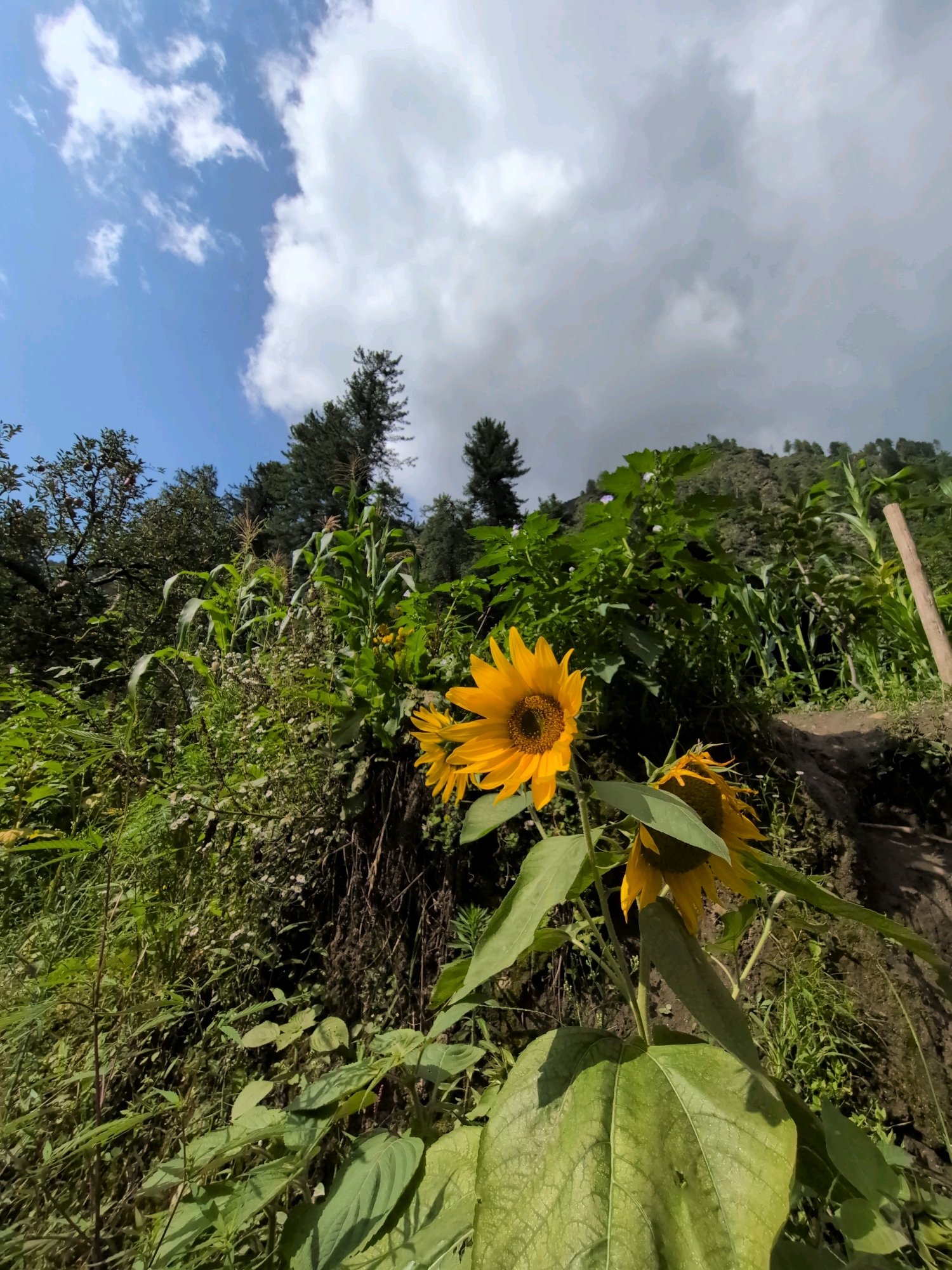 The image depicts a sunlit outdoor scene in Dashal, India, characterized by lush greenery and a bright blue sky dotted with white clouds. In the foreground, a large, vibrant sunflower with yellow petals and a dark center dominates the frame, with another sunflower partially visible below it. The sunflowers are surrounded by a variety of green plants, including tall corn stalks. In the background, a sloped hillside is covered in dense vegetation, with trees visible further up the slope. A rough, earthy path or track winds its way up the hillside on the right side of the image, marked by a wooden stake. The overall impression is one of a natural, rural landscape.