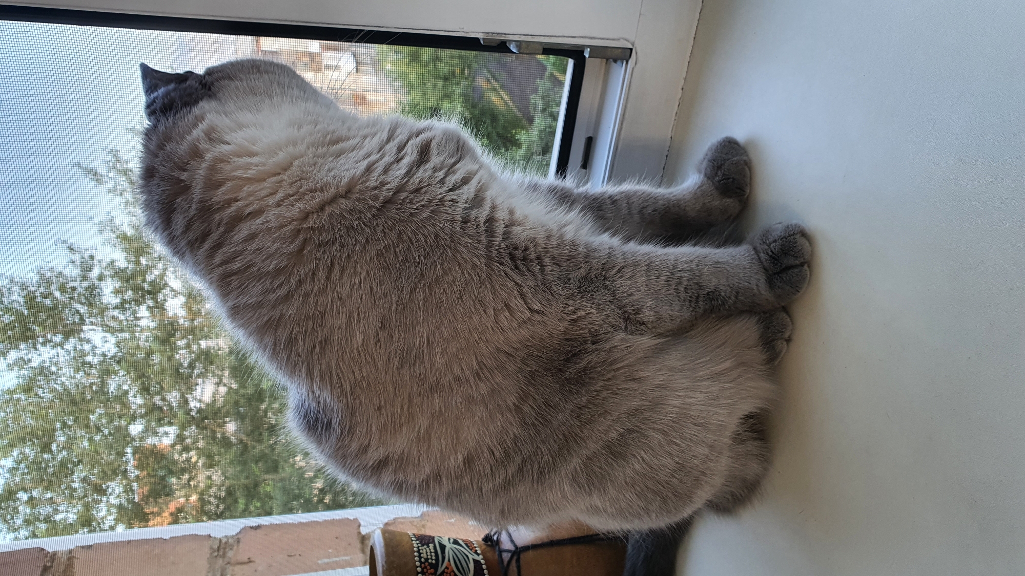 A fluffy gray cat sits on a white windowsill and looks out the window. The cat is facing away from the camera, with its body angled towards the right side of the frame. The cat's fur is thick and appears to be a light gray color with some darker gray markings on its back. Its tail is visible on the left side of the image, and it is curled around the cat's body. The cat's paws are visible on the windowsill, and they appear to be a darker shade of gray. The windowsill is white and appears to be made of a smooth material.
Behind the cat, a window is visible. The window has a screen across it, and through the screen, trees and buildings can be seen. The trees are green and leafy, and the buildings appear to be residential. The sky is visible through the screen and appears to be a light blue. The window frame is white, with a metal latch visible on the right side. To the left of the window, a small, cylindrical object with a decorative pattern is visible. The object appears to be made of wood or a similar material and has a dark cord attached to it. A brick wall is also visible to the left of the window, appearing to be part of the building's exterior. The lighting in the image suggests that it is daytime, and the scene is likely outdoors or in a room with a view of the outdoors. The image was taken in Krasnoyarsk, Russia.