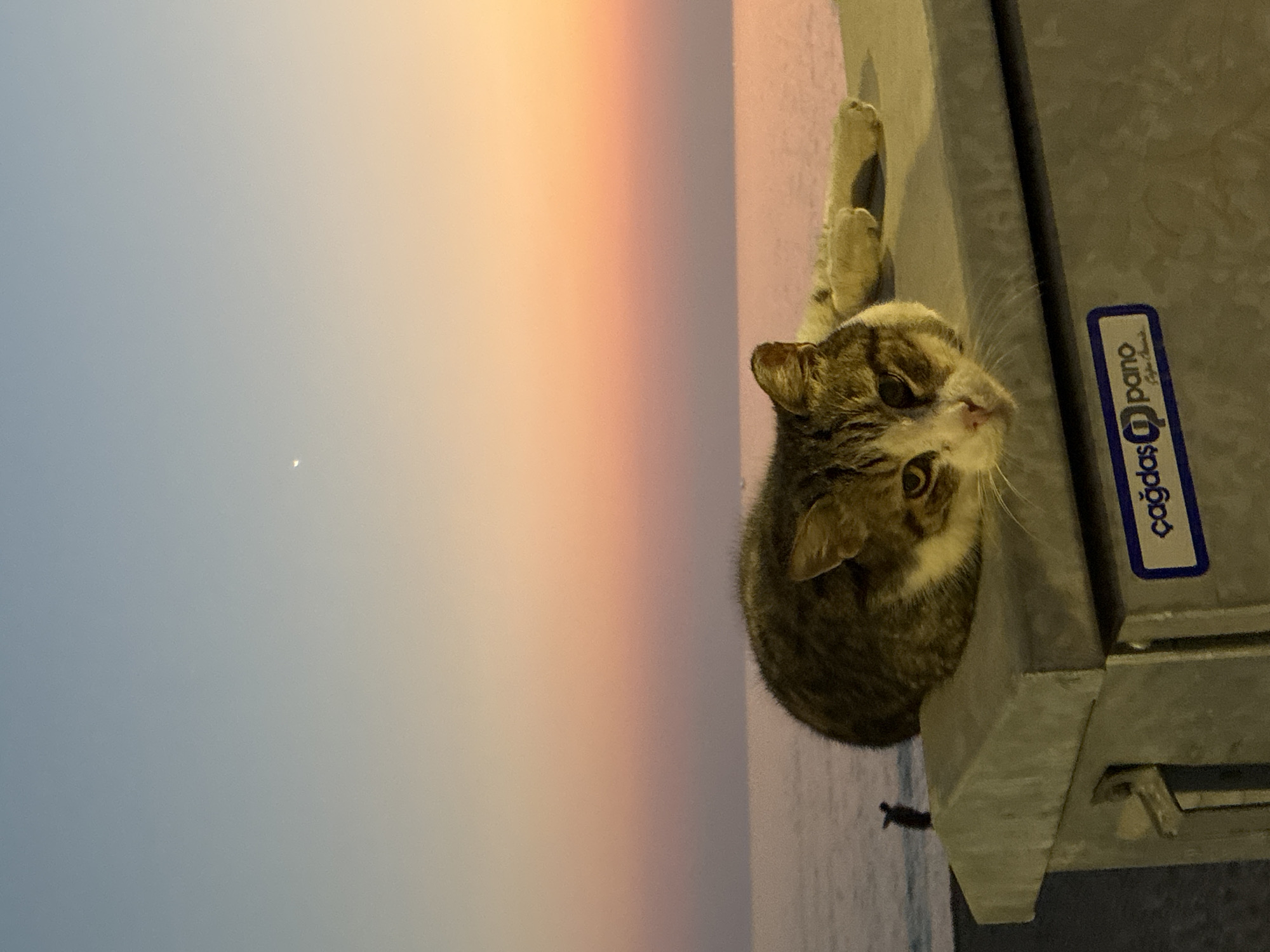 A tabby and white cat is lying on a concrete structure overlooking the sea at dusk. The sky transitions from a pale blue to a soft peach and pink. A sliver of moon is visible in the upper left quadrant of the sky. In the distance, a lone figure stands on the beach. The concrete structure has a blue and white sticker with Turkish writing that reads "çağdaş pano". The scene appears to be on a promenade or walkway, possibly near the Alanya Marina, given the coastal setting and the presence of a sticker associated with a Turkish business.