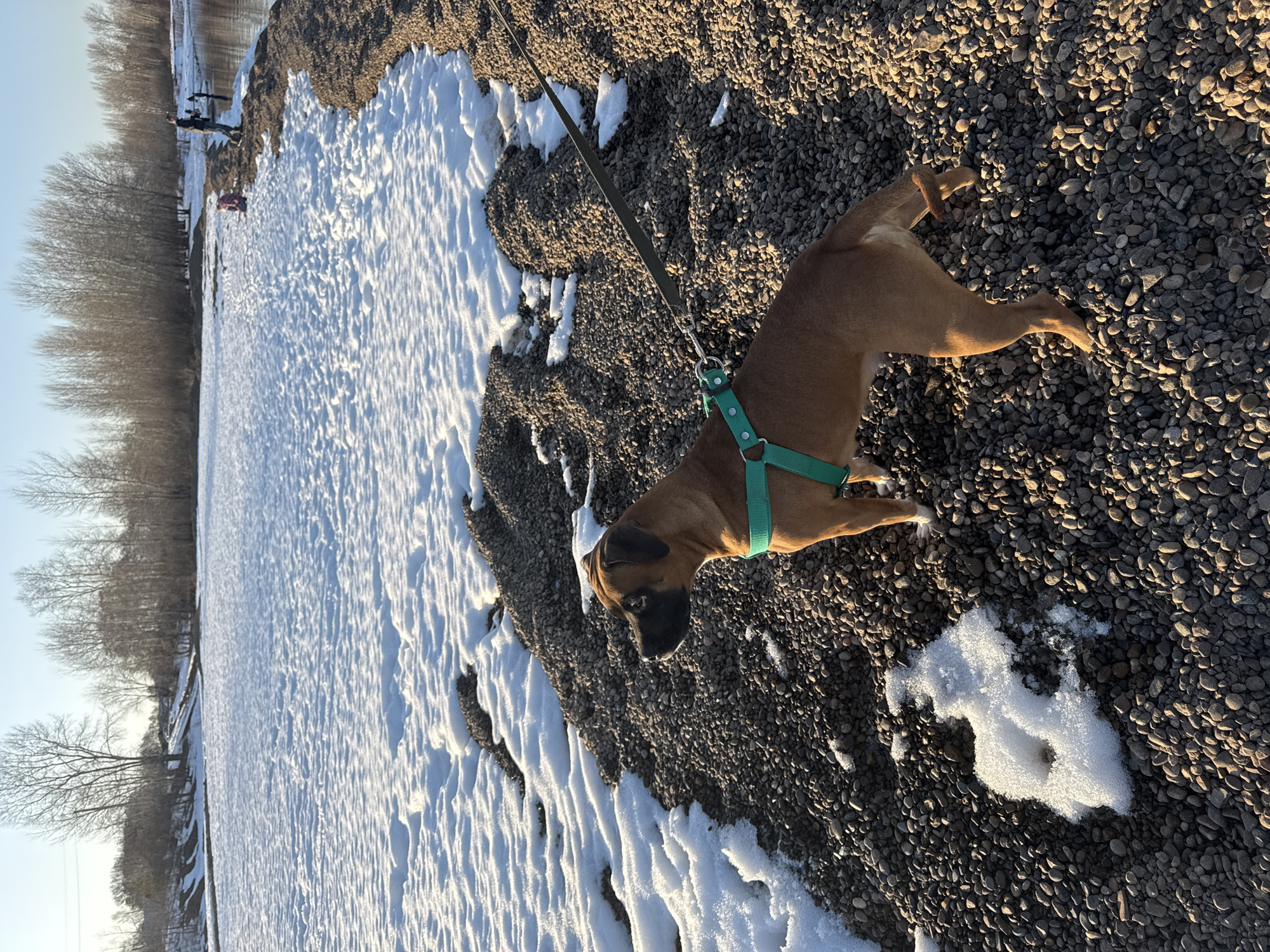 The image depicts a brown dog on a leash, standing on a stony surface with patches of snow. In the background, there is a snow-covered field and trees. Two people are standing in the background. The dog is wearing a green harness. The location appears to be Chaikovsky, Russia, based on visual characteristics consistent with landscapes in that region.