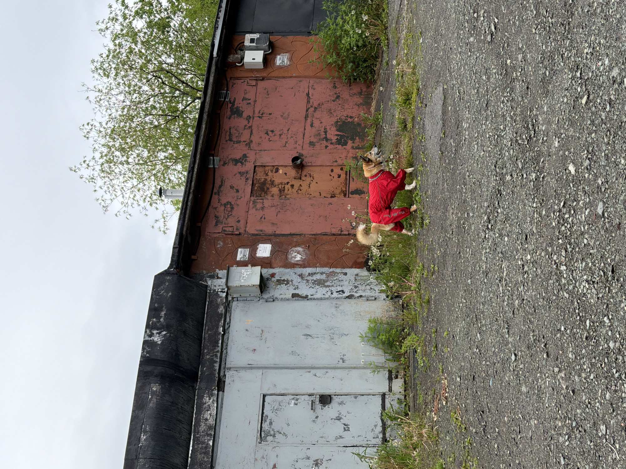 A medium-sized dog wearing a bright red jumpsuit is standing in a gravel lot in front of a row of garages. The garages appear weathered and aged, with one section painted a rusty red and another a faded gray. Overgrown grass and weeds grow around the base of the garages and in the lot. A large tree with green leaves is visible behind the garages, and the sky is overcast. The scene is likely a residential or industrial area in Petropavlovsk-Kamchatsky, Russia, given the architecture and general appearance.