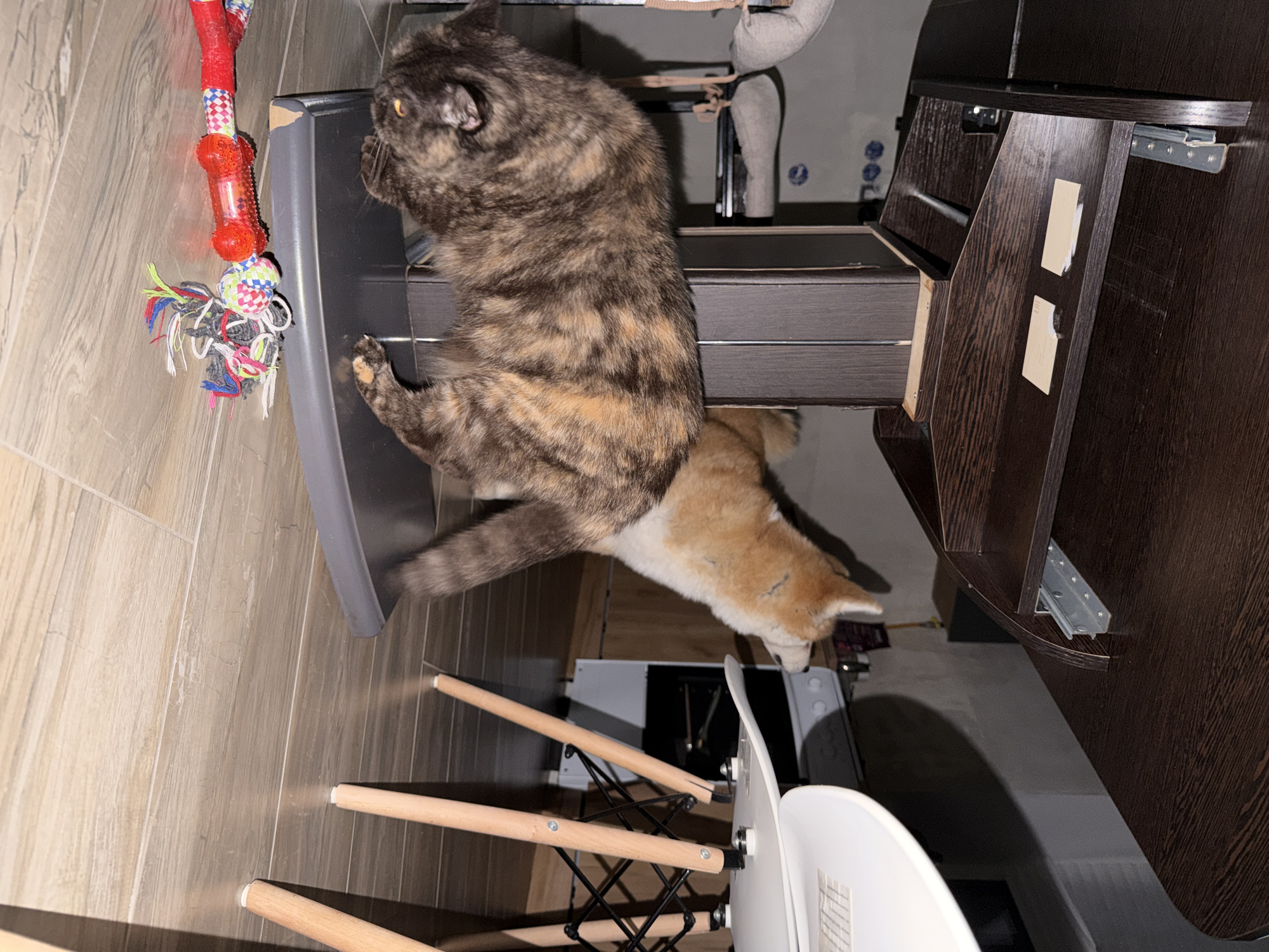A tilted, indoor shot shows two cats interacting with furniture. A tortoiseshell cat is perched on a partially extended gray drawer. Beneath it, a second cat, with light orange fur, appears to be sniffing around the base of the drawer. A red and white dog toy is visible on the floor near the drawer. In the background, there is a white desk and chair with wooden legs, next to dark brown cabinet. The scene takes place inside an apartment in Chaikovsky, Russia.