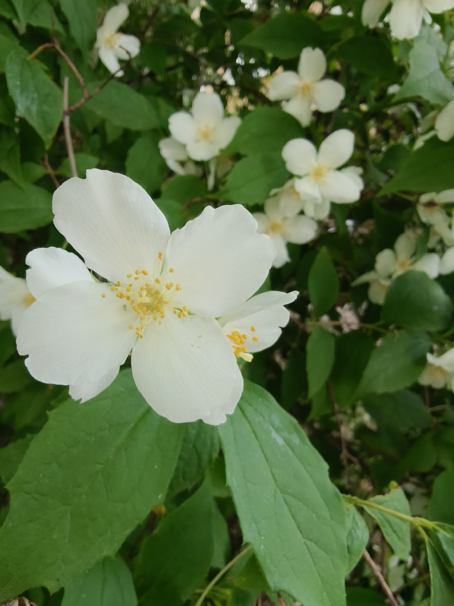 A close-up, eye-level shot captures a cluster of white jasmine flowers with yellow stamens, set against a backdrop of lush green leaves and branches. The focus is sharpest on a single, prominent flower in the foreground, with its five petals unfurled and delicate yellow pollen visible at its center. Several other jasmine blossoms are visible in the mid-ground and background, some in sharper focus than others, creating a soft, layered effect. The foliage is dense and vibrant, suggesting a healthy plant in a natural or cultivated setting. The lighting appears to be natural daylight, casting soft shadows and illuminating the white petals. The image provides no information about people, actions, or interactions, nor does it contain any elements that would allow for the identification of its specific location within the city of Kryvyi Rih, Ukraine.