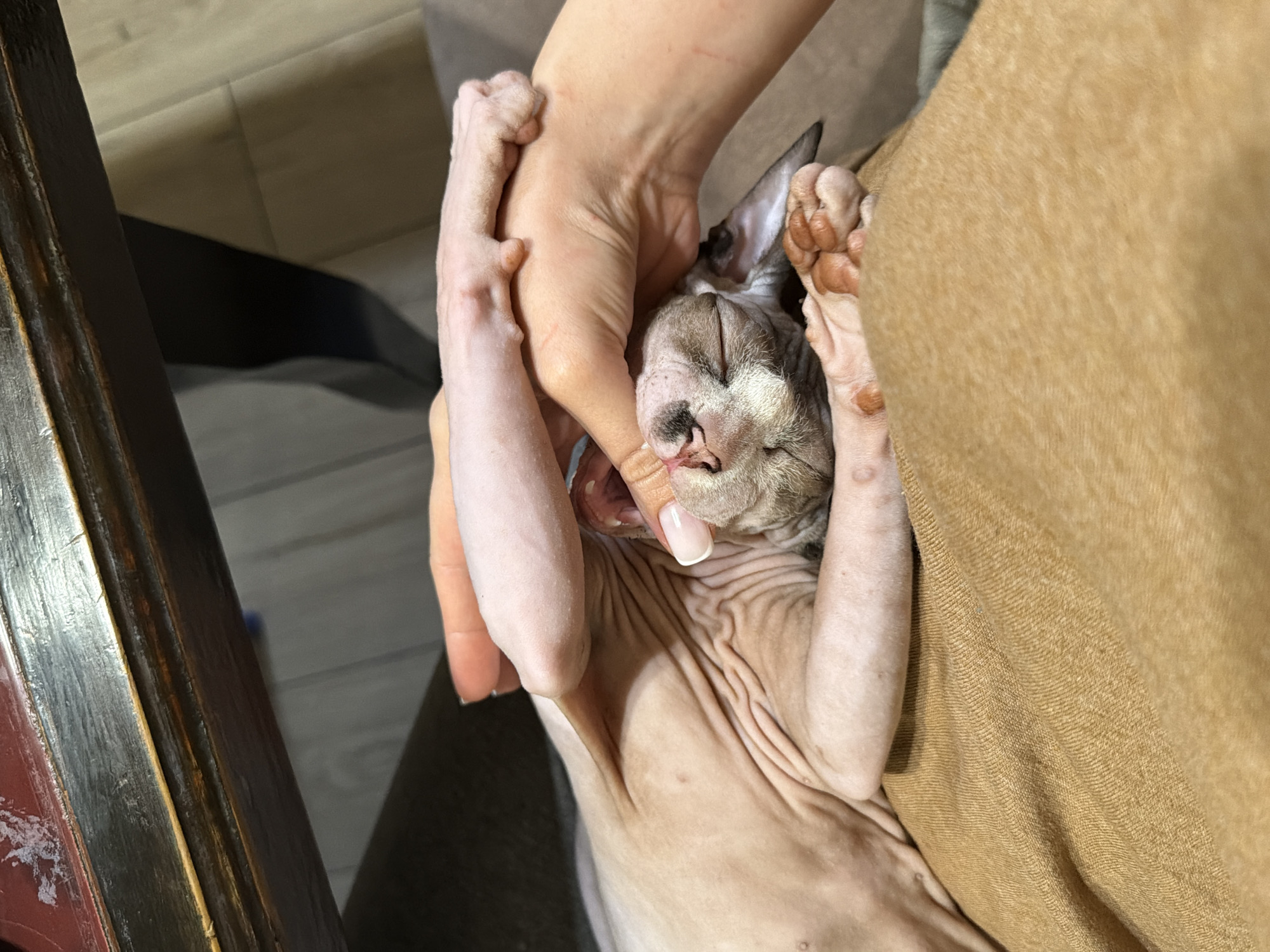 In the city of Unknown, Unknown, an indoor scene captures a close interaction between a human and a Sphynx cat. The upper portion of the frame shows the underside of a dark, distressed wooden table or piece of furniture, exhibiting wear and splintering, with a reddish-brown top surface partially visible. Below this, a Sphynx cat with light, wrinkled skin lies relaxed, appearing to be on its back or side. Its eyes are closed, and its mouth is slightly open, revealing some small teeth. Two human hands are visible interacting with the cat. A light-skinned hand with a manicured fingernail is positioned at the cat's face, with a finger gently massaging or scratching the area near its mouth and chin. The back of this hand displays faint, linear red marks. Another human hand is partially visible further left, resting near the cat's body. The cat's curled paws are visible, with the front paws near its head and the hind paws further down, appearing a reddish-brown hue. The cat and hands are resting on a textured, mustard-yellow or light brown knitted fabric, likely a blanket or clothing. The background behind the cat and fabric shows a blurred light-colored floor and a dark shadow, consistent with an indoor environment.