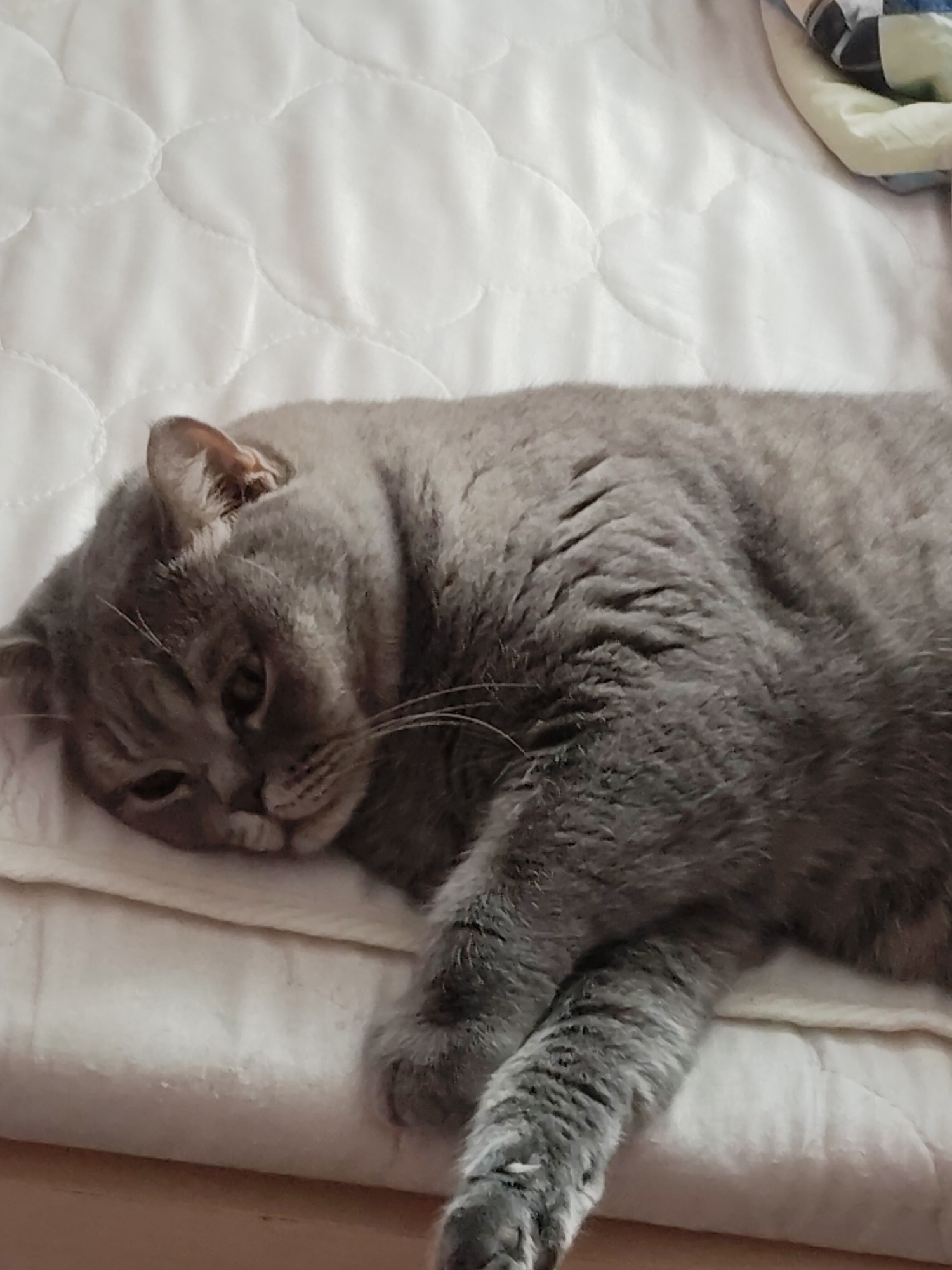 A gray cat is lying on a white, quilted bedspread. The cat is facing slightly to the left, with its head resting on a pillow or cushion. The cat's fur is short and dense, and its eyes are partially closed. The background is blurred and out of focus, but a glimpse of a patterned object can be seen in the upper right corner. The scene appears to be indoors.