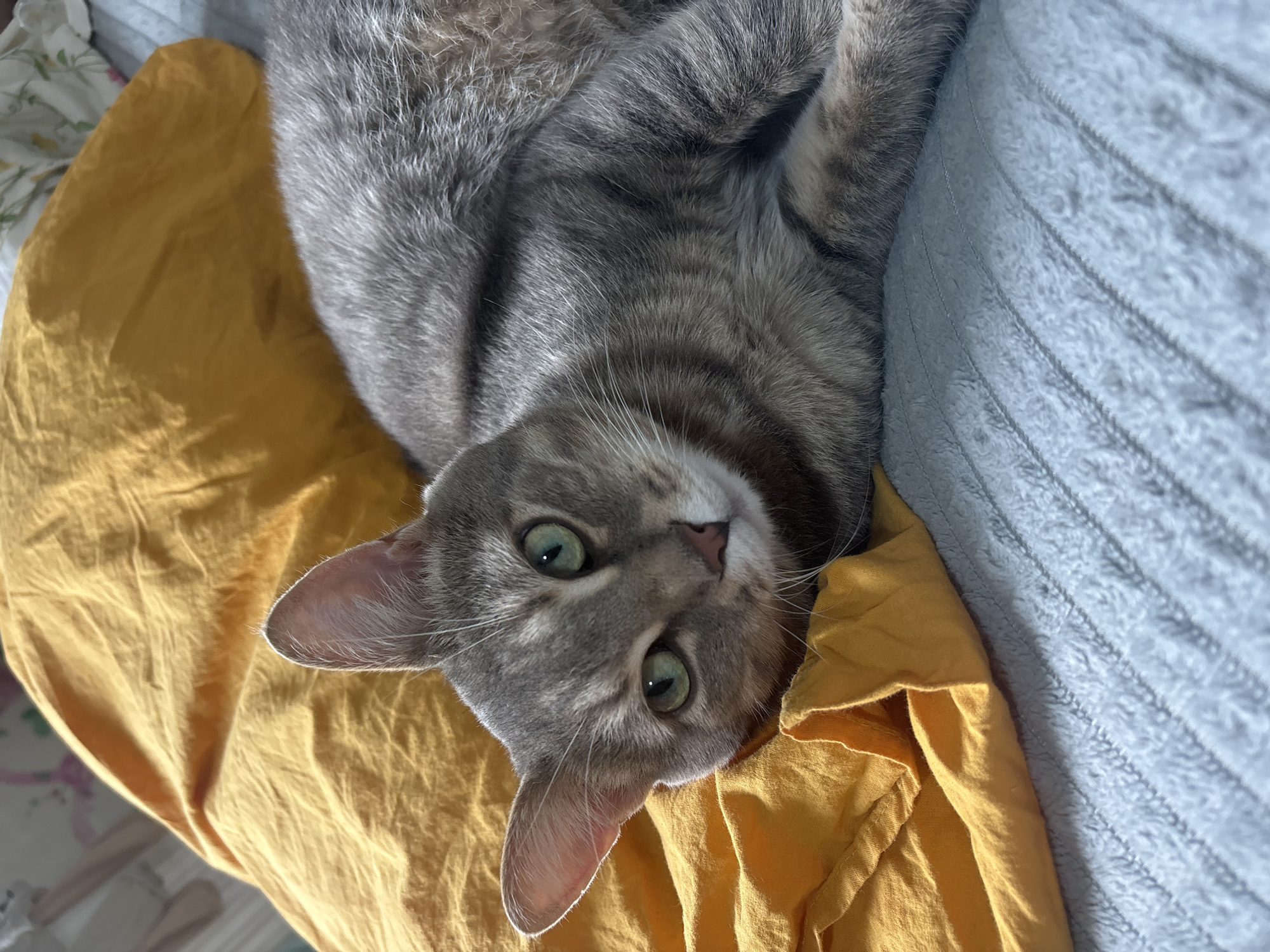 A gray tabby cat with green eyes lies on a bed with a yellow sheet and a blue textured blanket. The cat is looking up at the camera. The setting is indoors. The location is not evident in the image.