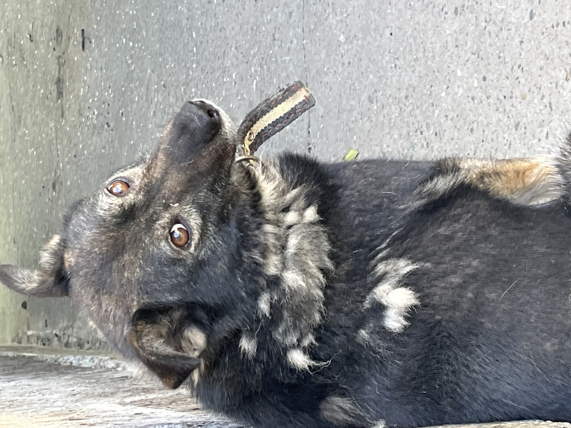 A medium-sized dog with dark fur, black and gray markings, and light brown eyes sits on a concrete surface next to a weathered wooden wall. The dog is looking towards the right side of the frame, with its head tilted. It is holding a piece of a dog collar in its mouth. The collar is worn and has a patterned design of black, red, and yellow stripes. The background consists of a gray concrete ground with scattered debris and a portion of a light-colored wall on the left. This scene is located in the city of Krasnyye Barrikady, Russia.