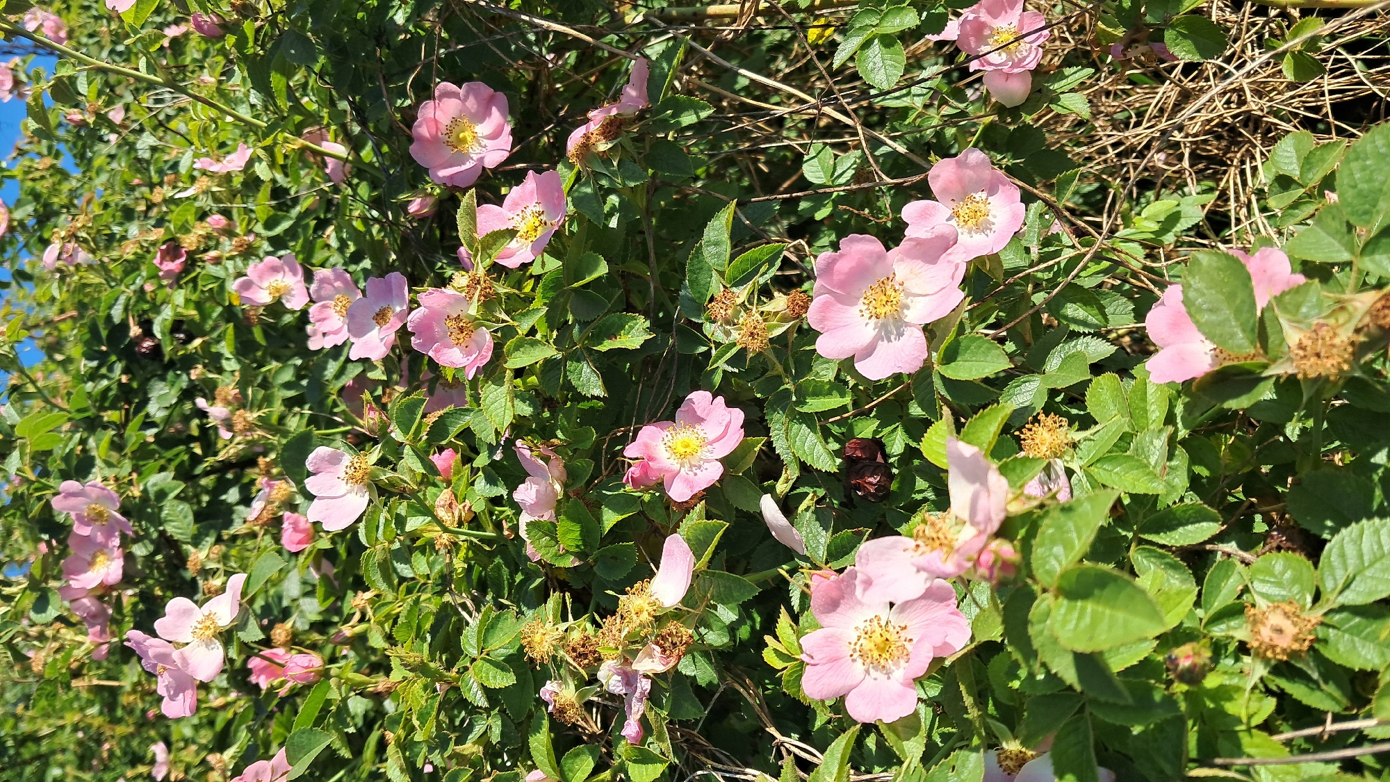 This media file is a close-up, eye-level shot of a dense bush of wild roses in bloom. The scene is set outdoors, likely in a natural or garden setting, with the vibrant pink flowers and green leaves dominating the frame. The background includes dry, thorny branches and a hint of blue sky, suggesting a sunny day.
The primary subjects are the numerous pink wild roses, each with delicate petals and yellow stamens at their center. Some flowers are fully open, while others are buds or in various stages of blooming and wilting. The leaves are a rich green, with a slightly serrated edge, characteristic of rose foliage. There are also dried seed pods and withered petals scattered amongst the greenery, indicating the natural cycle of the plant.
No people or specific objects are visible, beyond the natural elements of the plant. The activity depicted is the natural state of the bush in bloom, showcasing the beauty of the flowers and the lushness of the foliage. The time of day appears to be daytime, given the bright, direct sunlight casting shadows and highlighting the textures of the petals and leaves. The weather seems fair and warm, conducive to plant growth and flowering. The location cues, such as the type of wild rose and the presence of thorny branches, are consistent with a temperate climate. The overall mood evoked is one of natural beauty and the abundance of nature. There is no visible text in the image.