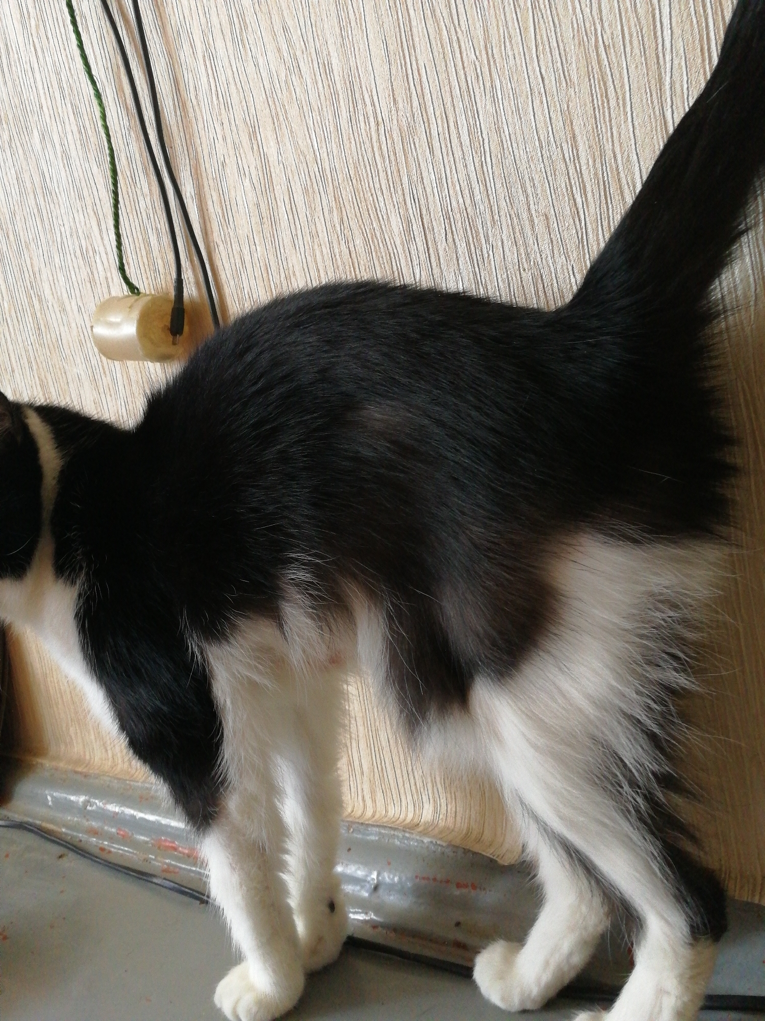 A black and white cat is standing on a gray floor in front of a textured beige wall. The cat is facing left, with its body partially obscured by the right edge of the frame. A green cord and two black cords hang from the wall, connected to a cream-colored cylindrical object. The environment appears to be indoors, possibly a residential area in Volzhsky, Russia, given the context.