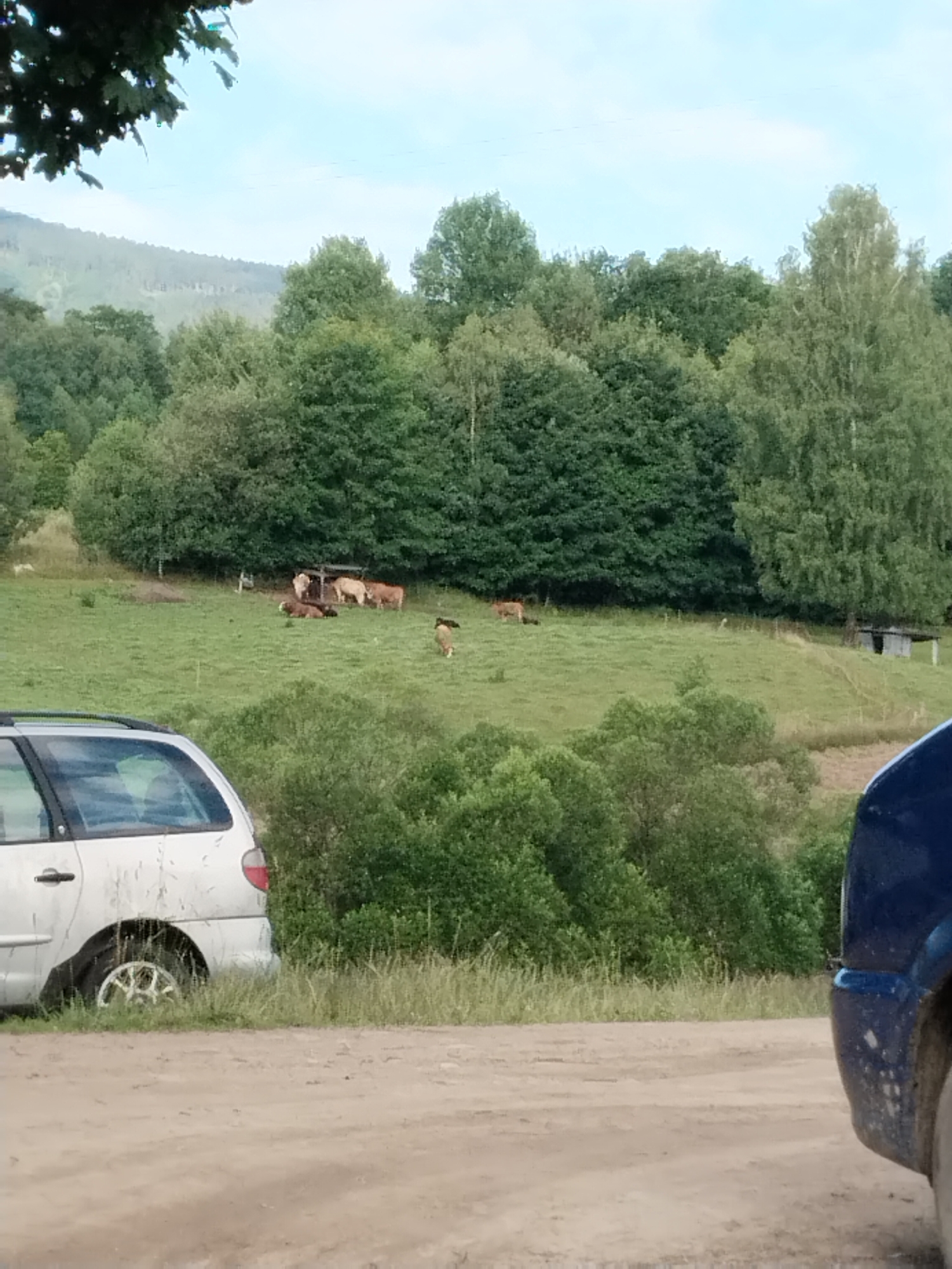 The image depicts a rural scene in Dlouhý Most, Czechia. In the foreground, a portion of a silver station wagon is visible on the left, parked on a dirt road. To the right, a small section of a blue vehicle is also present, partially obscuring the view of the road. Beyond the road, a grassy hillside slopes upwards, dotted with several cows. Some cows are gathered near a small, open-sided structure with a roof, while others are spread across the pasture. The hillside is covered in lush green grass and is backed by a dense forest of various trees. In the distance, rolling hills, also covered in trees, are visible under a pale sky. The overall impression is one of a peaceful countryside setting.