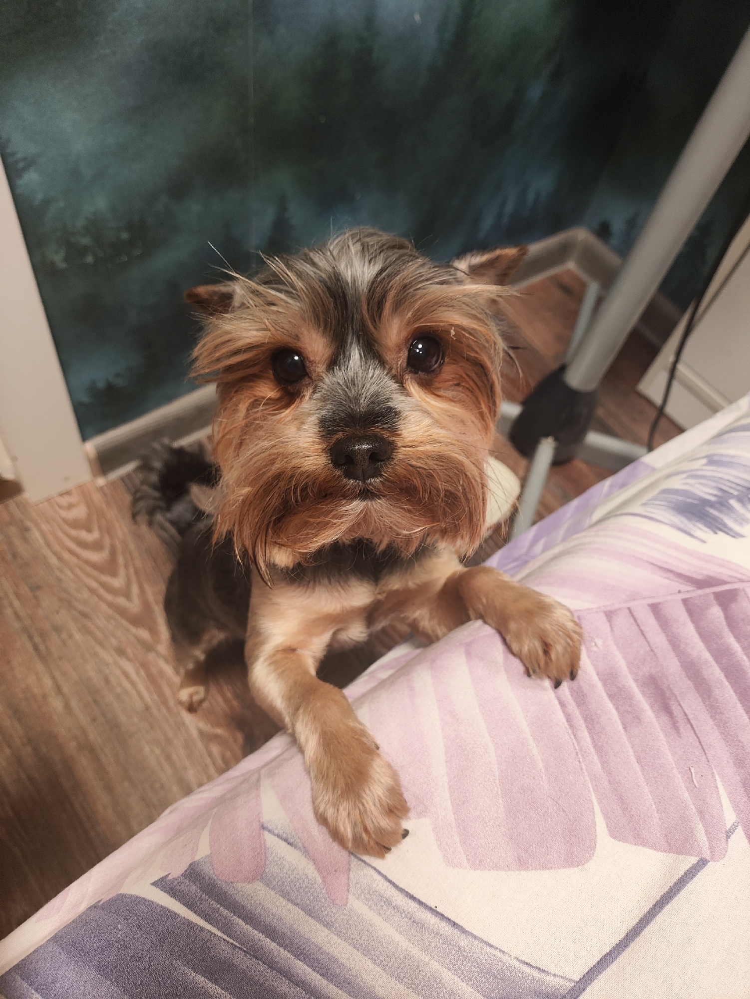 A Yorkshire Terrier dog stands on its hind legs with its front paws resting on a purple and white striped surface, likely a bed or sofa. The dog is facing the camera with its head slightly tilted. The background shows a wooden floor and a dark, textured wall with a hint of greenery, possibly a mural or wallpaper depicting a forest. A metal object, possibly a chair leg or stand, is visible to the right. The scene appears to be indoors, in what could be a residential setting.