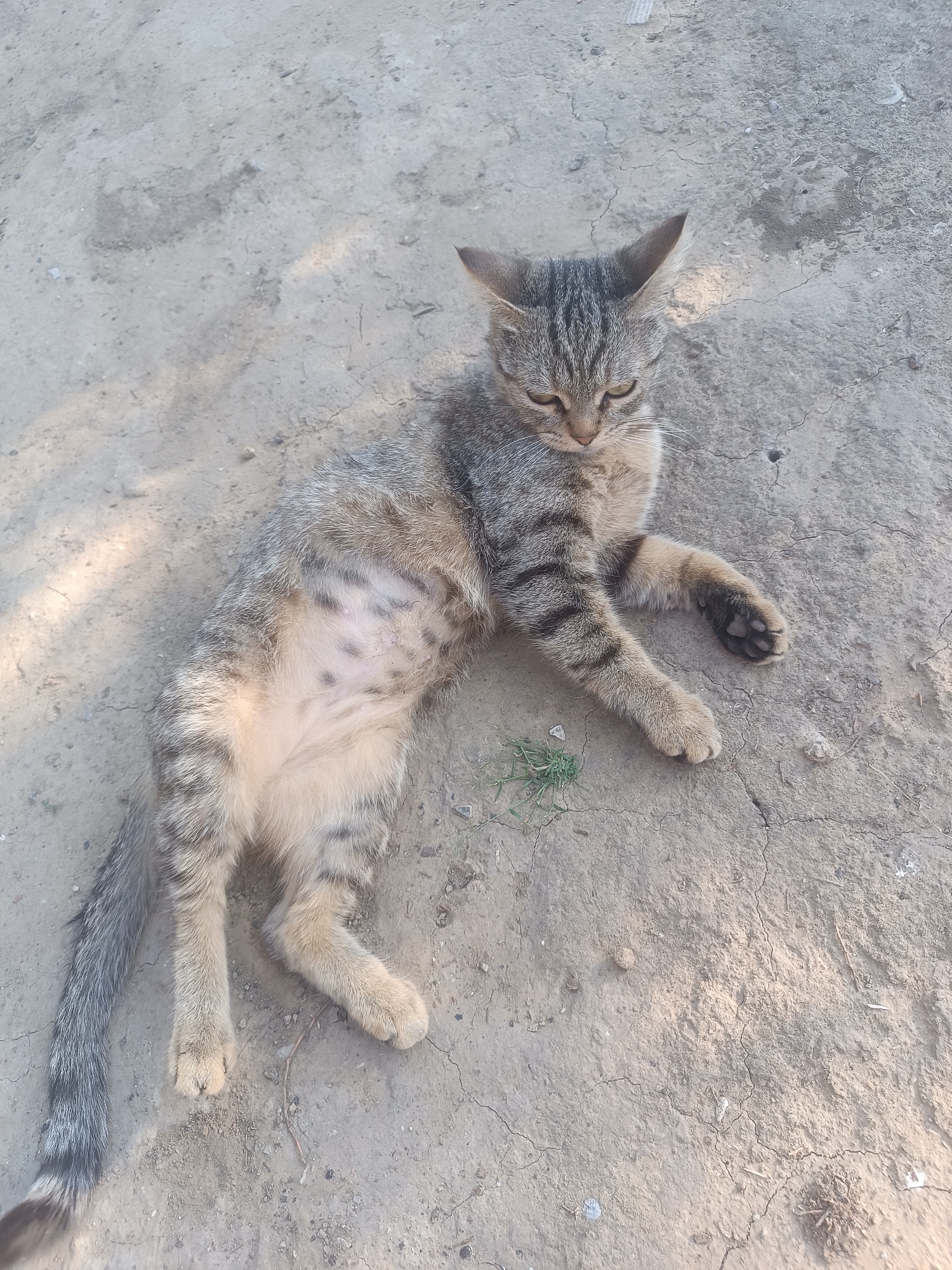 A young tabby cat is lying on dry, cracked earth in Vypasne, Ukraine. The cat is facing to the right with its head slightly lowered, and its eyes are partially closed. Its fur is a mix of grey, black, and tan stripes. The cat's belly is exposed, revealing a light-colored underside with some dark spots. Its front paws are extended forward, and its hind legs are tucked underneath its body. A bushy, striped tail extends to the left. There is a small patch of green grass near the cat's front left leg. The ground is dusty and appears to be a dirt road or unpaved area, with some small stones and debris scattered around. Sunlight casts shadows on the ground, indicating it is daytime.