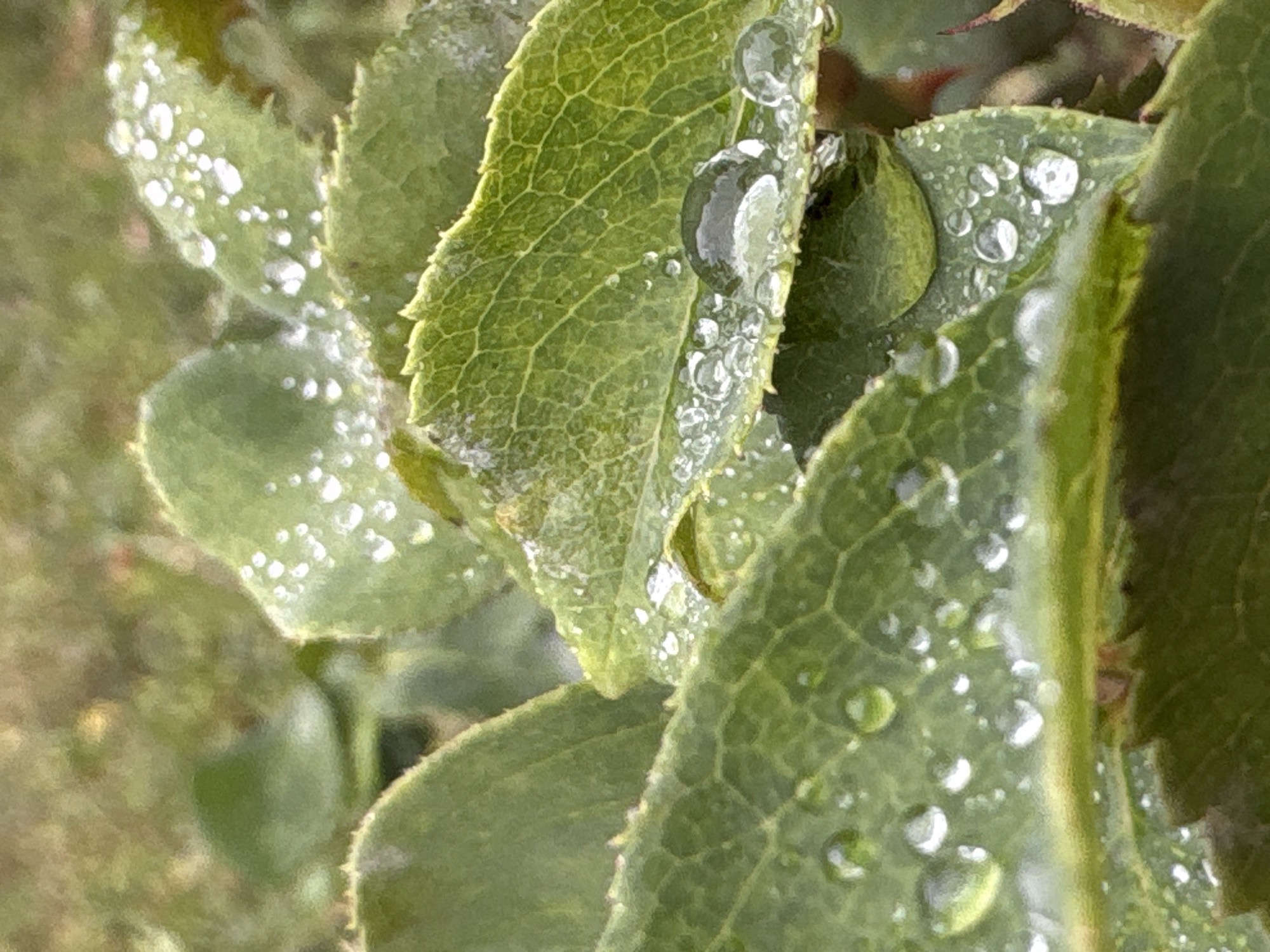 The image is a close-up photograph of green leaves covered in dew drops. The leaves appear to be from a plant with serrated edges, and some have visible veins. The dew drops vary in size, with some being tiny and others forming larger, round beads of water. The background is out of focus and appears to be other foliage and possibly soil, with a muted green and brown color palette. There are no people or animals visible in the image. The scene is outdoors, and the lighting suggests it is daytime, possibly early morning due to the dew. The location in Bobrov, Russia, is not visually identifiable from the image itself.