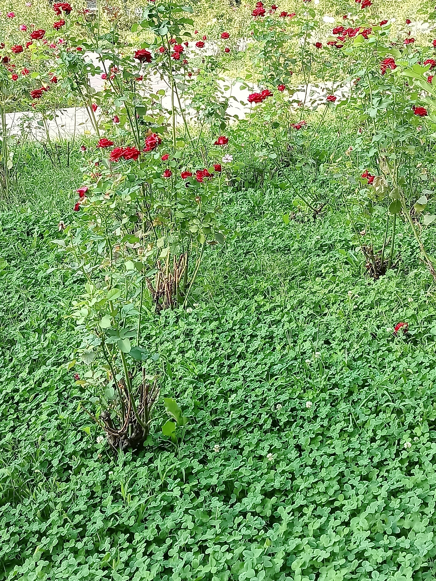 The image depicts a close-up, eye-level view of a lush green ground cover, likely clover, densely populated with small white flowers, interspersed with the lower stems and foliage of rose bushes. Several rose bushes, bearing numerous vibrant red roses in various stages of bloom and green leaves, are visible throughout the scene. The background is softly blurred, suggesting a natural or park-like setting. There are no people or animals visible in the frame. The lighting appears to be natural daylight, casting gentle shadows. The scene is consistent with a cultivated garden or park area in Almaty, Kazakhstan, possibly in a location such as the Botanical Garden or a well-maintained park.