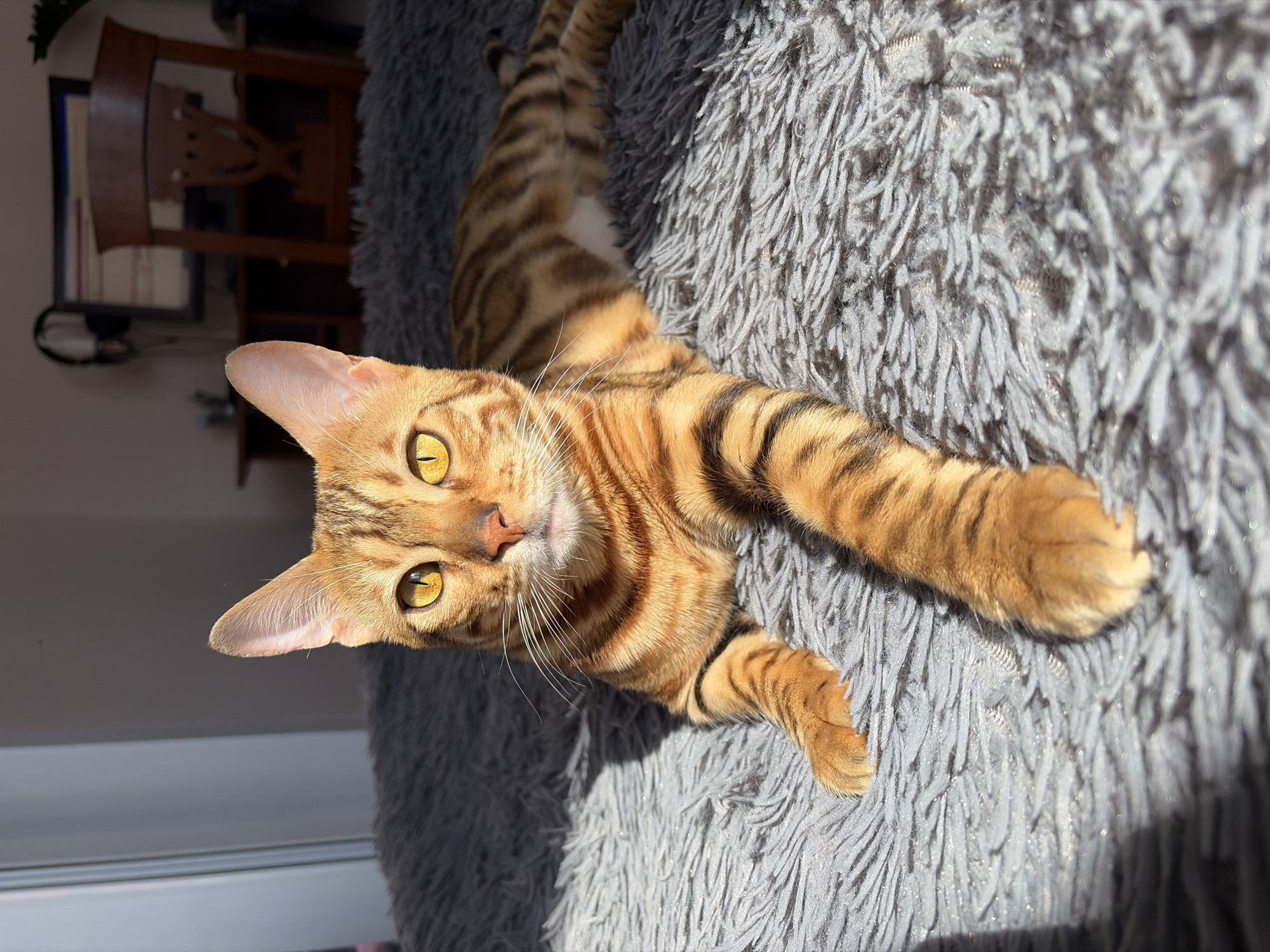 A striking Bengal cat with a lustrous, short-haired coat of orange, brown, and black stripes and rosettes is the central subject of this close-up, high-angle photograph. The cat possesses piercing, bright yellow-gold eyes and is captured in a relaxed pose, stretched out on a plush, grey, shag-pile blanket or rug. Its head is tilted slightly, and it gazes directly into the camera with an attentive and calm demeanor.
Strong, directional natural light illuminates the right side of the cat's face and body, creating sharp, contrasting shadows across the textured blanket. The left side of the animal and its surroundings are enveloped in softer shadows. In the blurred background, elements of an indoor setting are visible, including a dark wooden chair with a patterned backrest and a dark screen or monitor. The scene conveys a sense of peaceful domesticity. No visible text is present. This moment is captured in Krasnoyarsk, Russia, during what appears to be a sunny day, likely morning or late afternoon, given the angle of the sunlight.