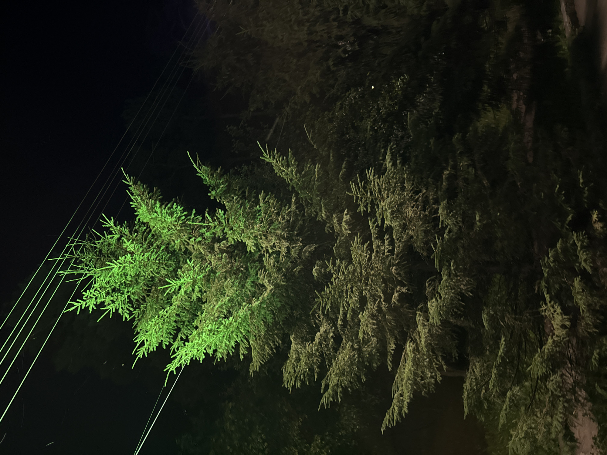 In the city of Zolotoi Plyazh, Russia, a large evergreen tree stands illuminated by a bright green light at night. The tree is densely branched, with its top portion receiving the most intense illumination, creating a striking contrast against the dark sky. Several power lines are visible stretching horizontally across the upper portion of the image, some of which are also faintly illuminated by the green light. The background consists of other trees and foliage, mostly shrouded in darkness, with some areas catching faint ambient light. The overall scene evokes a mysterious and slightly surreal atmosphere due to the artificial green lighting on the natural element of the tree.