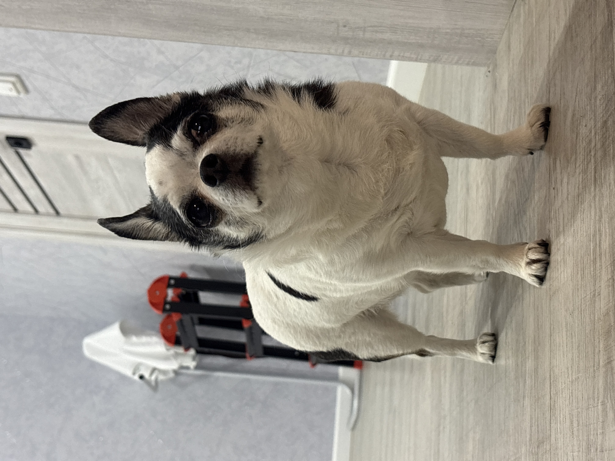 A medium-angle shot captures a black and white Chihuahua standing on a light grey wood-patterned floor. The dog faces the camera, its front paws visible on the floor. Behind the dog, slightly to the left, is a black and red folding rack with a white cloth draped over it. The background consists of light grey walls. The location in the city of Прикамский, Russia is unknown.