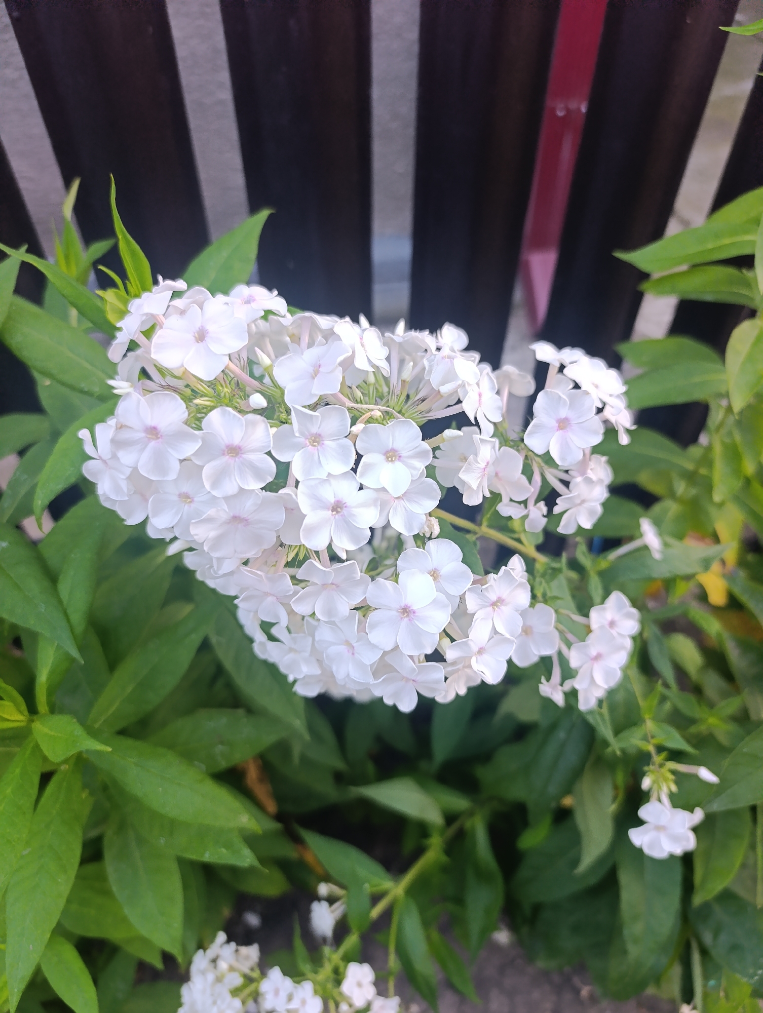A cluster of white phlox flowers bloom in front of a dark, slatted fence. The flowers are the main subject, with many delicate white petals and some appearing to have a hint of pink at their centers. Green leaves surround the flowers, some in focus and others blurred in the background. The fence, composed of vertical dark planks, creates a stark contrast to the soft blossoms. A sliver of red can be seen between two of the fence planks, suggesting a structure behind it. The overall scene appears to be an outdoor setting, likely a garden or yard, within the city of Țînțăreni, Moldova. There are no people or discernible actions occurring in the image.