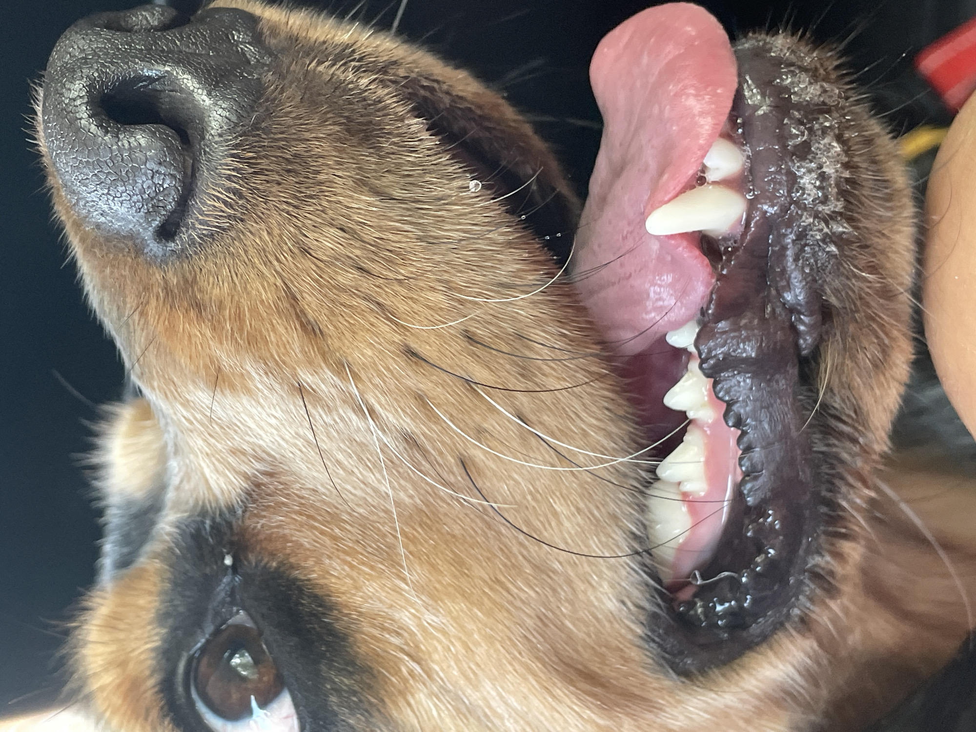 The image is a close-up, low-angle shot of a dog's face, focusing on its mouth and nose. The dog appears to be panting, with its pink tongue hanging out and saliva visible on its muzzle and teeth. The dog has brown and black fur, with prominent white whiskers. The background is dark and out of focus. There is no discernible information about the location in Rostov-on-Don, Russia, or any people present in the image.