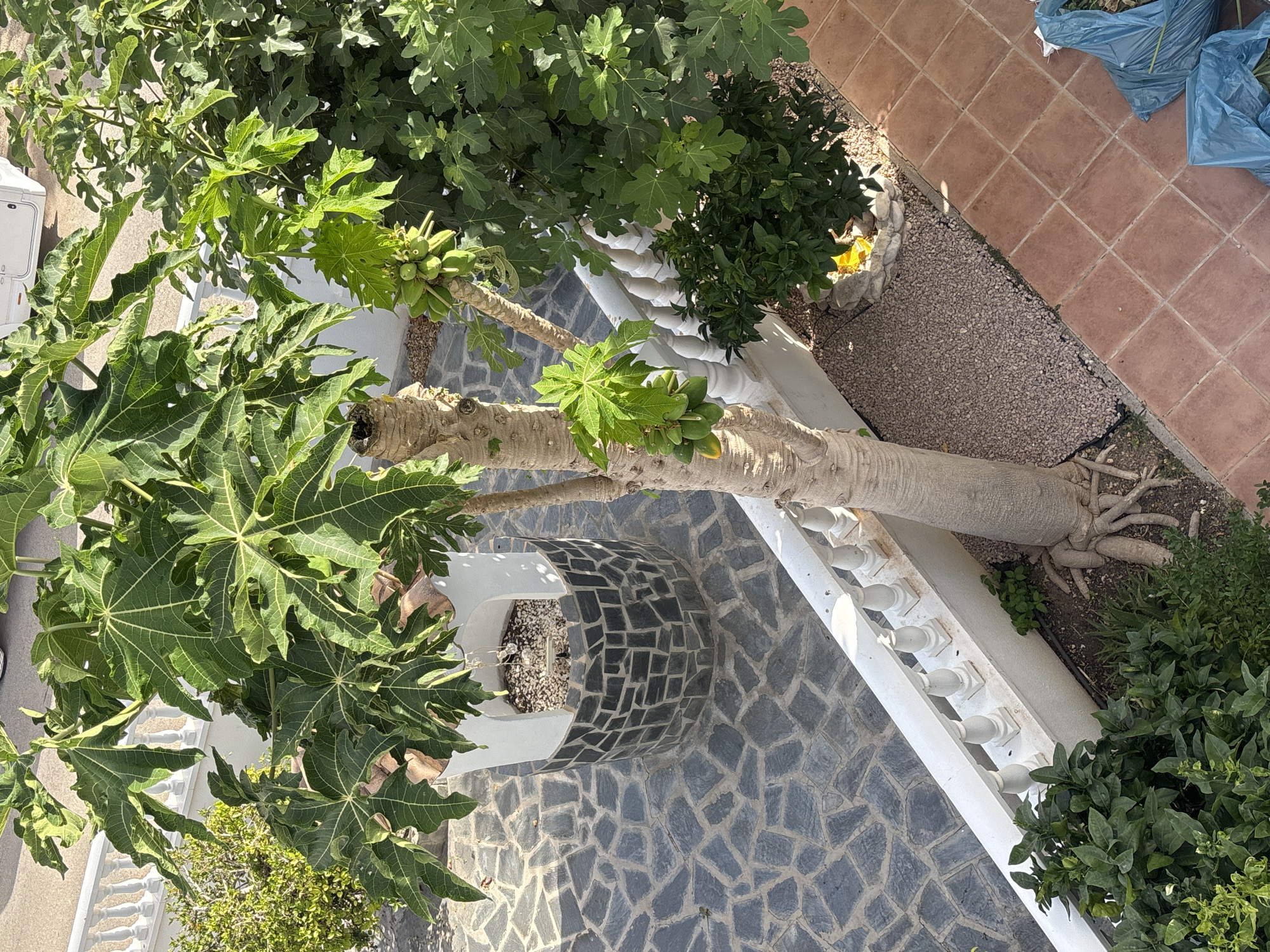 The image depicts an outdoor scene, likely a courtyard or garden area, in Orihuela, Spain. In the center, a mature papaya tree with exposed roots and green fruit stands prominently. To the left of the papaya tree is a decorative well with a mosaic-style stone exterior and a white cap. The ground is paved with irregular dark gray stones. A white railing with balusters runs along the bottom and right side of the image, bordering a tiled area of reddish-brown square tiles. To the right of the papaya tree, a fig tree with large, lobed leaves is visible. In the foreground, lush green bushes and plants are present, and two blue plastic trash bags are situated on the tiled area. The overall impression is a sunlit, Mediterranean-style outdoor space.