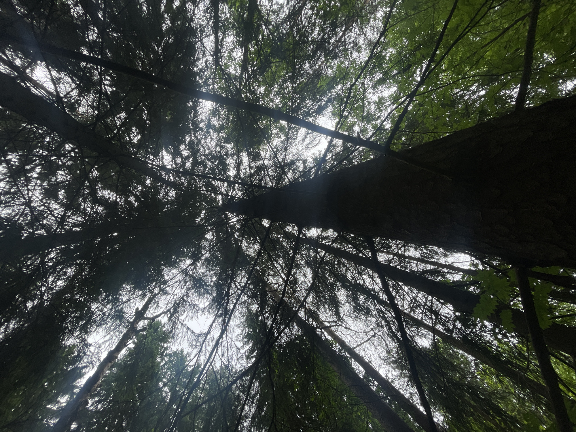 The image is a low-angle shot looking up through a dense forest canopy towards a bright, overcast sky. Numerous tree trunks and branches create a complex network of dark silhouettes against the pale sky. The trees appear to be tall conifers, possibly pines or firs, with their needles creating a feathery texture. Sunlight filters through the dense foliage, creating a dappled light effect and some lens flare.
The scene depicts a natural forest environment. No people or specific objects are visible, other than the trees themselves. The activity taking place is simply the presence of the forest, with the suggestion of natural growth and possibly wind moving the branches, indicated by the way the lighter parts of the foliage are blurred.
The time of day appears to be daytime, given the bright sky, but the overcast conditions suggest it might be a cloudy day, or possibly early morning or late afternoon. The thick canopy indicates a mature forest. The location context provided is Solnechnoye, Russia, which is consistent with a forested area. There are no visible emotional cues or text in the image. The overall impression is one of being immersed in a deep, shaded forest.