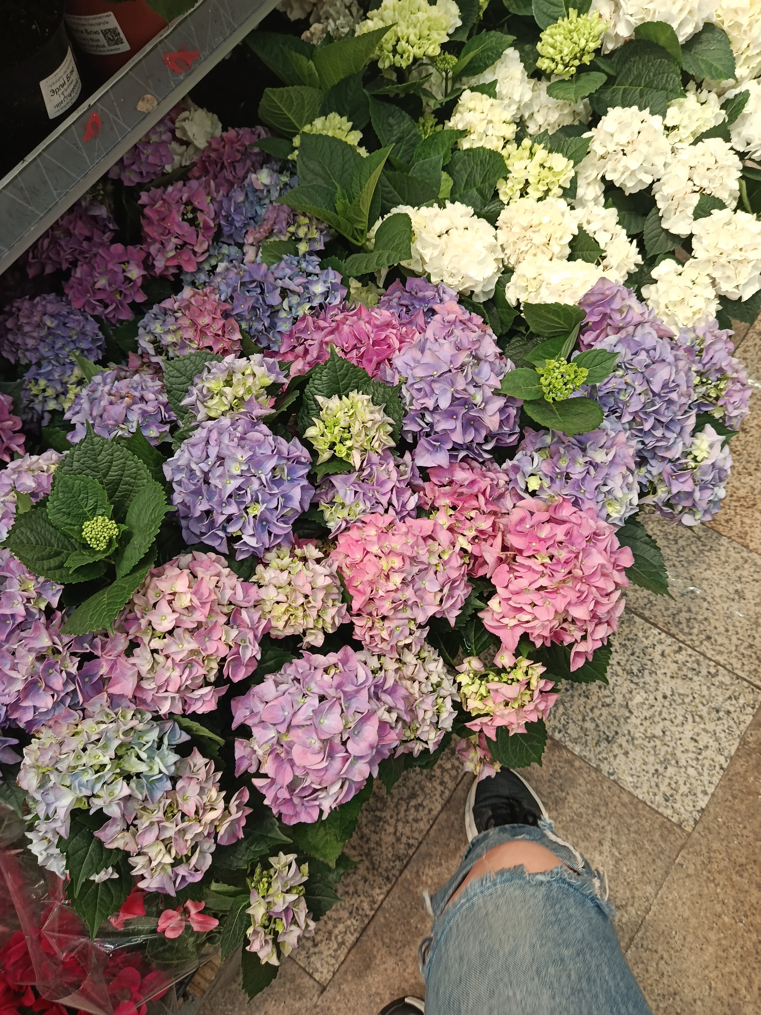The image displays a variety of hydrangea plants in a flower shop setting. The hydrangeas are arranged in rows and display colors including white, pink, and purple. The plants are in full bloom and are interspersed with green leaves. A person wearing ripped blue jeans and a dark sneaker is standing next to the flowers. The floor is tiled with a gray pattern. The background contains some plants in packaging. Based on a label visible in the top left corner, the hydrangeas are of the variety "Early Blue". The specific location in Moscow, Russia is unknown, but the overall context is a commercial establishment where flowers are sold.