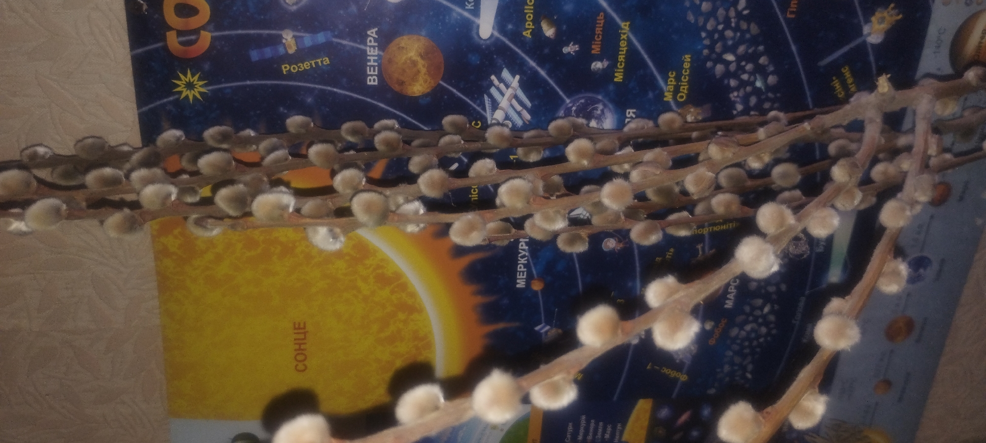This is a close-up, vertically oriented, indoor photograph of willow branches with fuzzy catkins. The branches are in the foreground, obscuring much of the background. The background appears to be a poster or chart depicting the solar system, with a large yellow sun on the left and various planets and celestial bodies on a dark blue, starry background. Text in a foreign language, likely Russian, is visible on the poster. The lighting is dim, and the image has a slightly grainy texture. The overall impression is one of a still life arrangement, possibly for a spring decoration, placed against an educational backdrop.