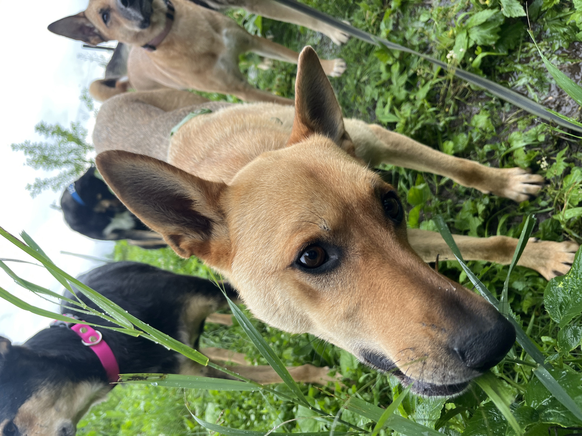 The image shows a group of dogs in an outdoor environment with lush green grass and some water droplets on the foliage, suggesting it might have recently rained or there is dew. The focus is on a tan-colored dog in the foreground with its head tilted downwards, appearing to sniff or nibble at the grass. The dog has dark eyes, pointed ears, and a black nose. In the background, other dogs of various colors are visible, including a black dog with a bright pink collar and a tan dog standing behind the main subject. The overall impression is a candid moment of dogs in a natural setting. The image does not provide any specific clues about its location in the city of Nizhny Tagil, Russia.