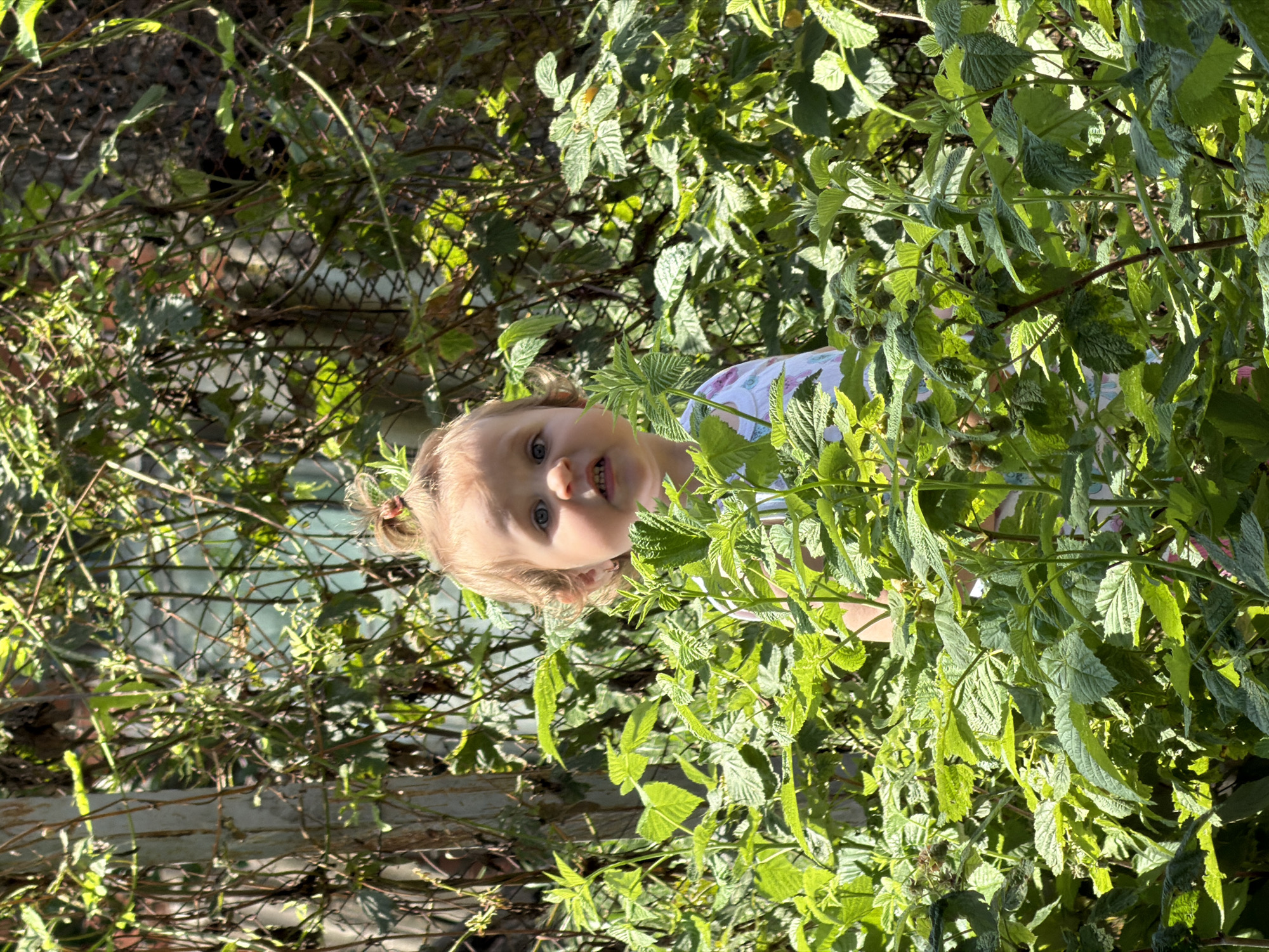 A young child with blonde hair pulled into a bun is peeking out from behind lush green foliage. The child's face is turned towards the camera, with wide blue eyes and an open mouth. They are wearing a light-colored shirt with a pattern. The surrounding vegetation appears to be raspberry bushes, with some visible berries. In the background, a chain-link fence and a wooden post are visible, suggesting an outdoor setting, possibly a backyard or garden in Komsomolskiy, Russia. The lighting indicates it is daytime, with sunlight filtering through the leaves, creating dappled shadows.