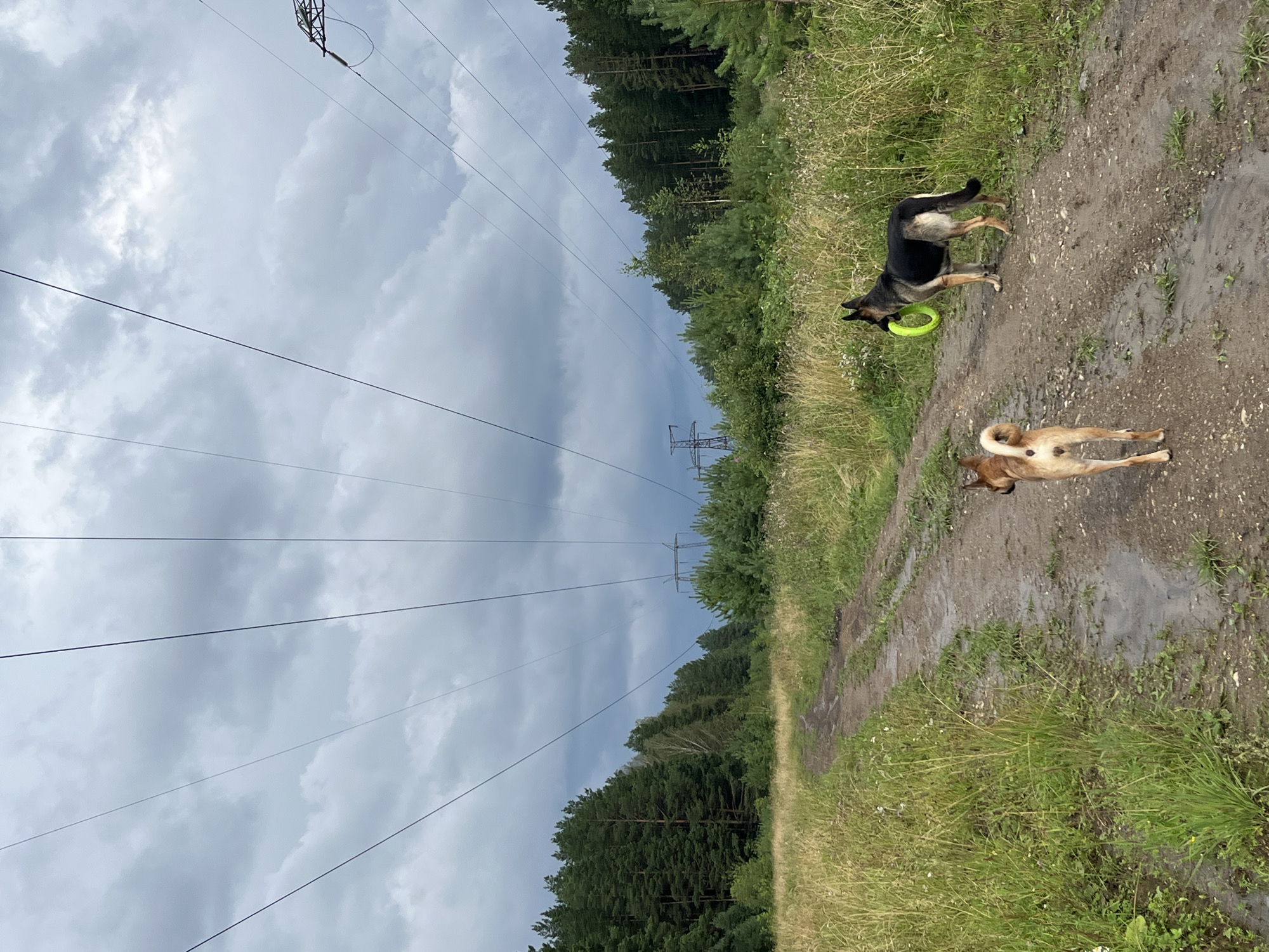 The image depicts a dirt road in a rural or semi-rural area, flanked by tall grasses and dense coniferous trees. Overhead, a series of power lines stretch across the frame, supported by tall pylons visible in the distance. The sky is overcast with dramatic, dark clouds. On the road, two dogs are present. One, a lighter-colored dog with a curled tail, is facing away from the camera and walking down the road. The second dog, a larger German Shepherd type, is facing towards the viewer and is holding a bright green ring toy in its mouth. The road appears wet in places, suggesting recent rainfall. The scene is likely located in the vicinity of Nizhny Tagil, Russia, given the typical landscape featuring power lines, forests, and unpaved roads in the region.