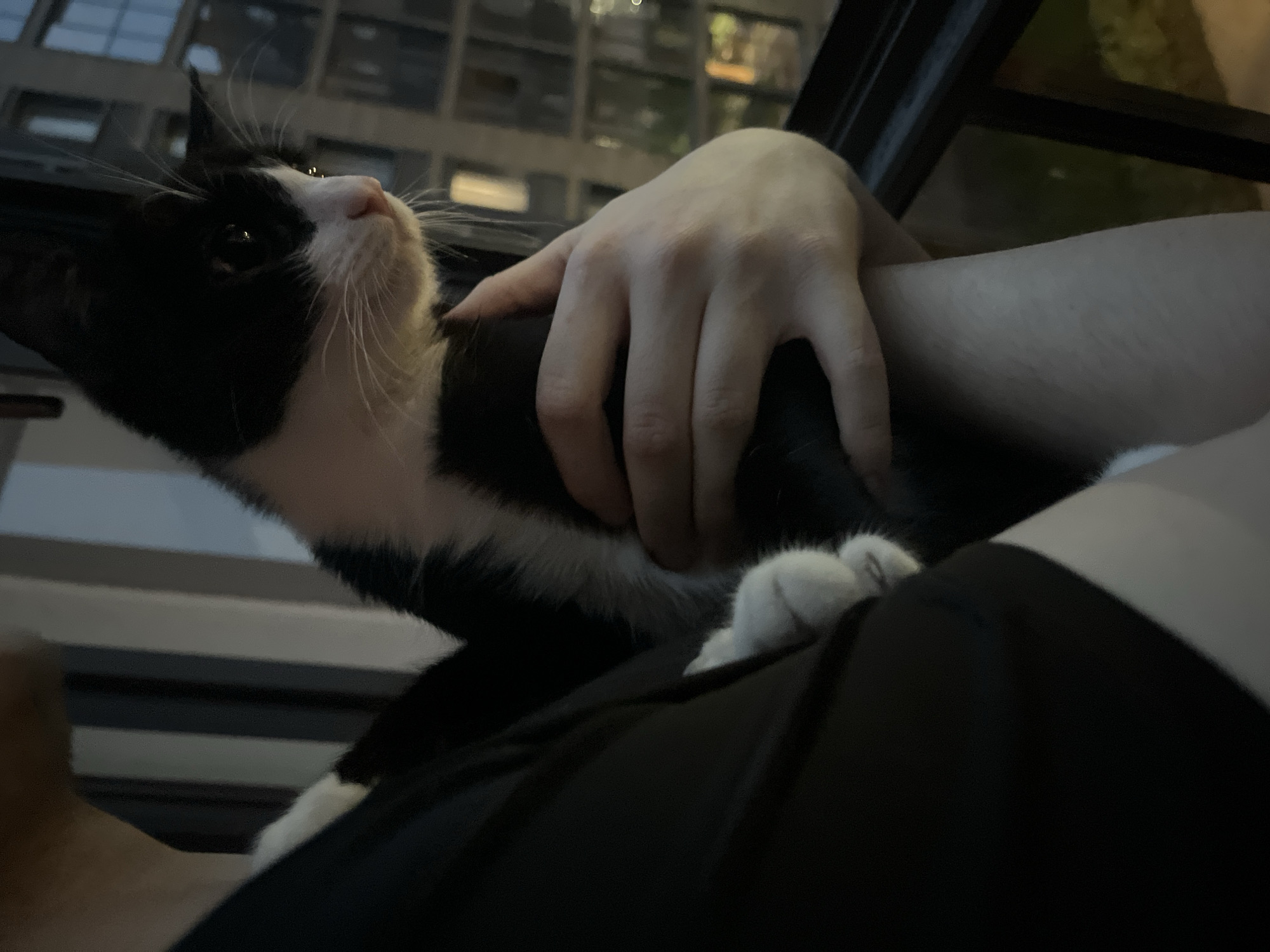 A person is holding a black and white cat in their lap. The cat is looking upwards and to the left. The person's hand is on the cat's torso. The background shows a building with lights on at night. The photograph's composition and the building in the background do not conclusively suggest that this image was taken in Saint Petersburg, Russia.