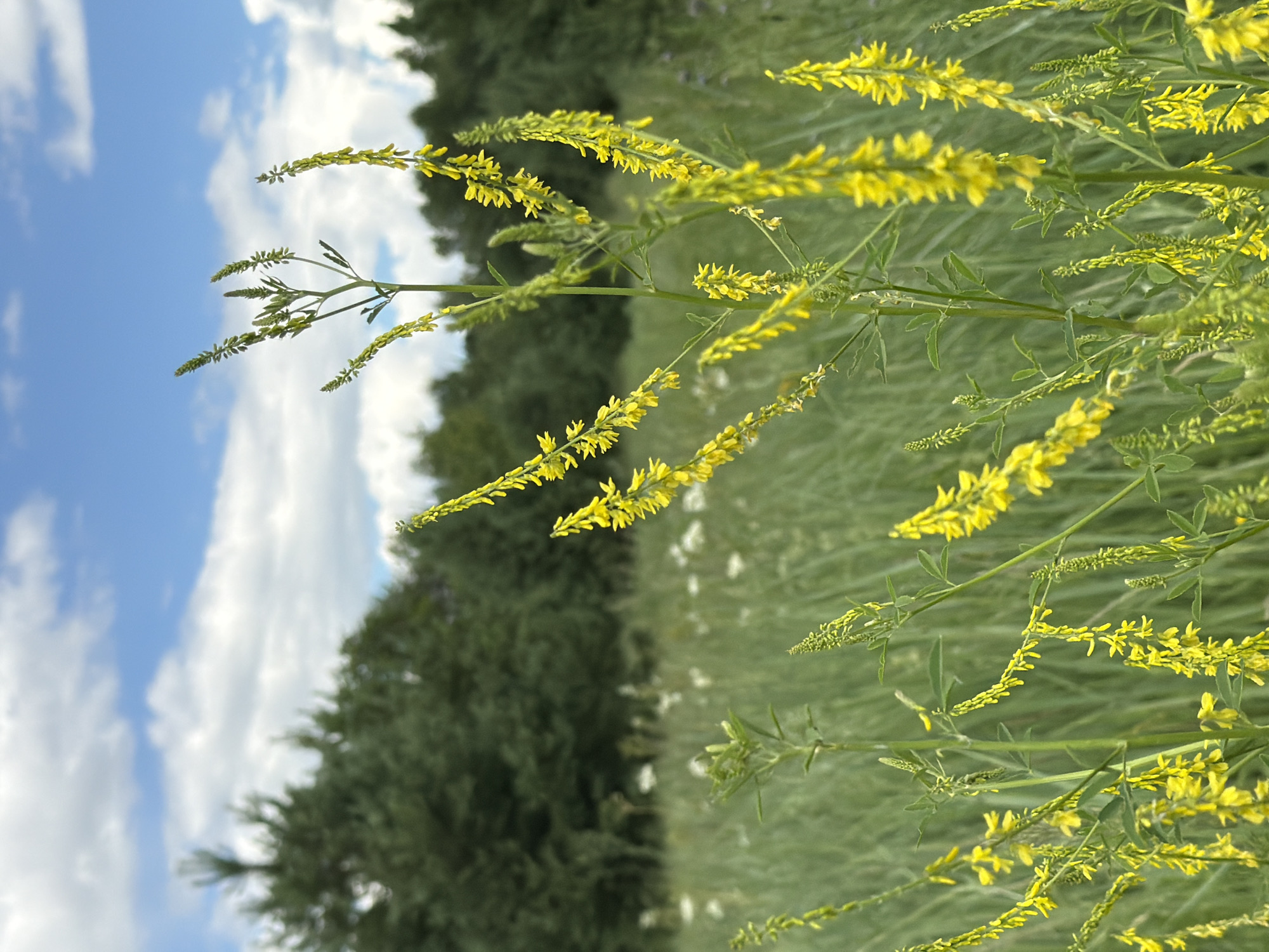 This media file is a photograph of a field of yellow flowers, possibly sweet clover, with a wooded area and a cloudy blue sky in the background. The flowers are in bloom and appear as long, slender spikes of small yellow blossoms. The foreground is dominated by the plants, with their green stems and leaves. The middle ground shows a blurred expanse of green grass and some white specks that could be other small flowers or seed heads. The background features a dark green line of trees, with the sky above showing patches of blue and white clouds. The image is oriented vertically, suggesting it was taken in portrait mode. The lighting and cloudy sky indicate it is daytime, likely a warm day given the blooming flowers. The location context provided is Kazan, Russia. There is no visible text in the image. The overall impression is one of a natural, serene outdoor setting.