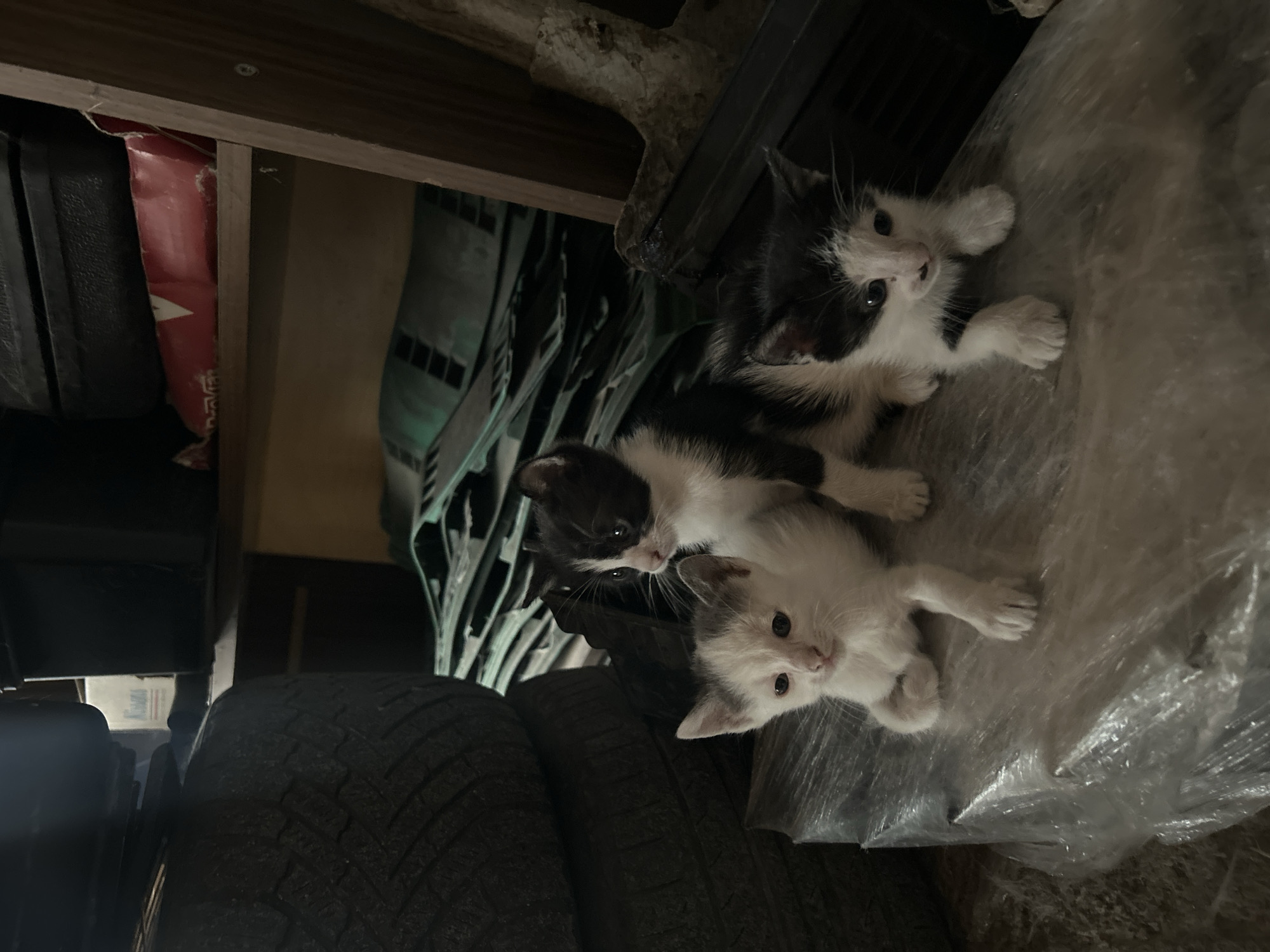 The image features three young kittens in a dimly lit, cluttered indoor space, likely a storage area or garage in Burgas, Bulgaria.
At the top right of the frame, a black and white kitten, predominantly black on its head with a white muzzle and chest, looks towards the viewer with wide eyes. Below it, in the center of the image, is another black and white kitten, characterized by distinct black patches on its head and back, contrasting with its white face, chest, and paws; it also directs its gaze towards the camera. The third kitten, mostly white with subtle grey markings on its head and ears, is positioned at the bottom right, looking directly forward.
The kittens are situated within a haphazard environment. They appear to be on a crumpled, translucent plastic sheet. To the bottom left, several dark car tires are stacked, suggesting a utility or vehicle-related storage area. A red object with partially visible and unreadable white text is tucked under a wooden shelf on the left side of the image. Various other dark objects, possibly parts of shelving units or furniture, are visible in the background. Wooden beams or shelves are noticeable at the top and left, forming part of the structural elements of the space. The overall lighting is low, creating an intimate and sheltered atmosphere, and the kittens appear curious and alert. No specific activity beyond their presence and observation is discernible.