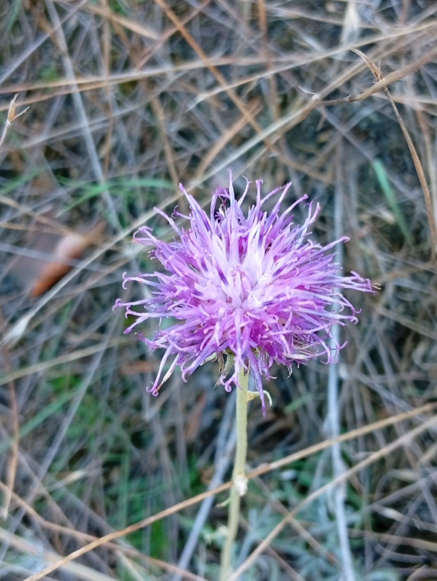 In an outdoor setting, a single purple thistle flower is in focus, its delicate petals fanned out. The background is a blur of dry grass and some greenery, suggesting a natural or uncultivated environment. The lighting appears to be natural daylight, with the flower being the primary light source.