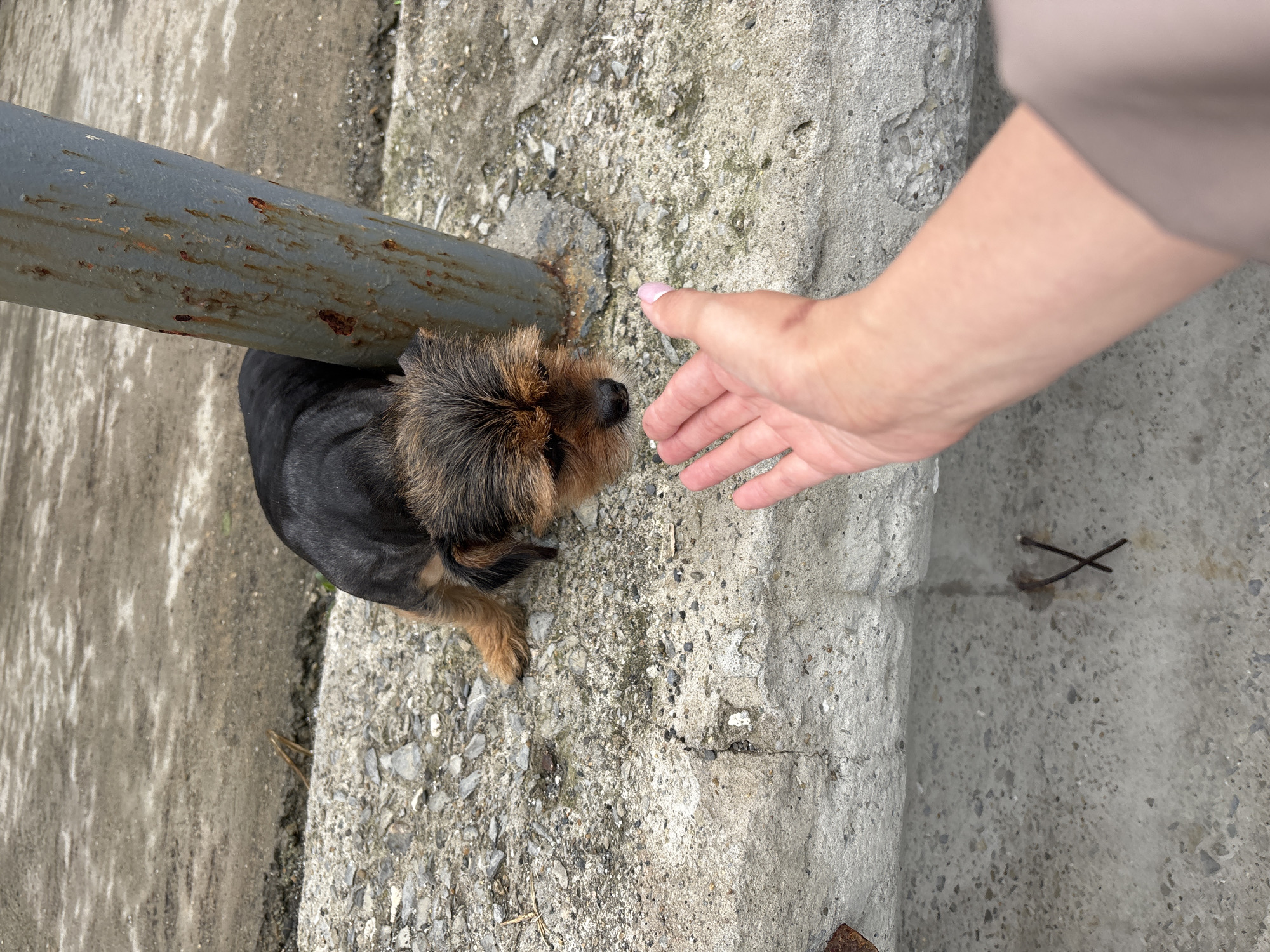 A high-angle shot depicts a small, black and tan Yorkshire Terrier-type dog standing on a cracked concrete surface next to a rusty metal pipe. An outstretched human hand with pale skin and a light pink nail polish is positioned near the dog's head. The scene appears to be outdoors, with varying textures and tones of concrete and stone composing the ground. The image exhibits signs of wear and age.