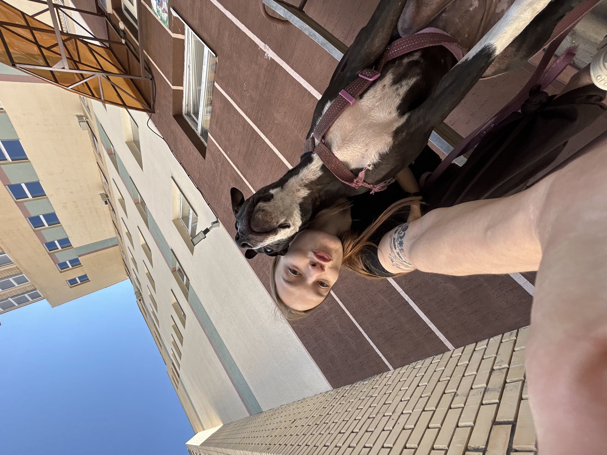 An extreme low-angle, wide shot captures a young woman and her dog in front of a large, modern building in Chaikovsky, Russia. The woman, with her long brown hair, is looking at the camera with her lips pursed, and her arm is extended, presumably holding the camera to take the selfie. She has a tattoo on her left arm. She is wearing a dark t-shirt. The dog, a pit bull mix with black and white fur, is positioned behind the woman, with its head looking up and to the right, its tongue slightly out, and wearing a pink harness. The building behind them is multi-story with a facade of alternating light and dark brown sections, accented with thin white stripes. The sky is a clear, bright blue. To the left of the frame is a section of a lighter colored brick building. The sun is casting shadows, indicating a bright day.