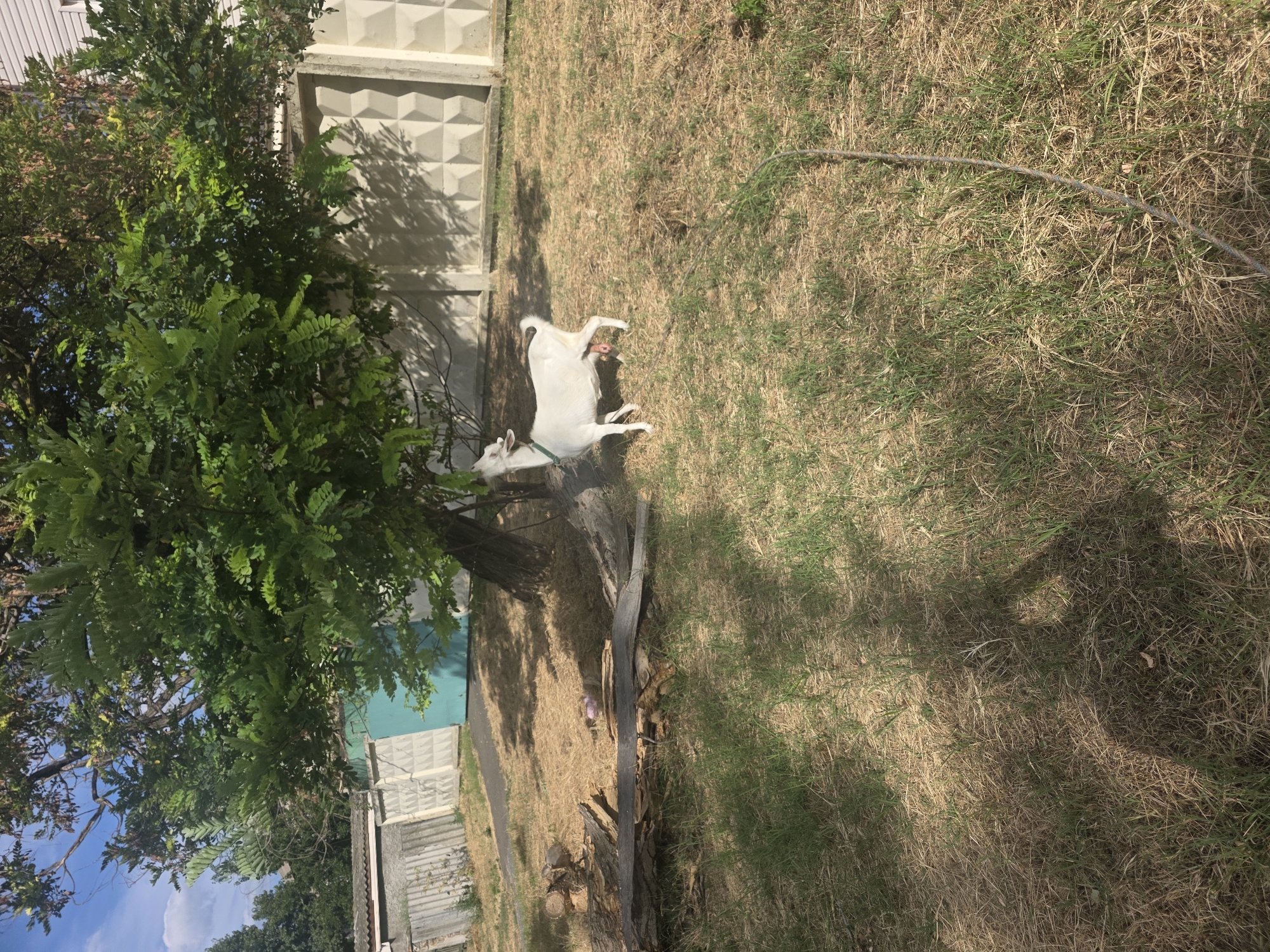 In an outdoor scene, a white goat with a green collar stands in dry, mown grass beneath a large tree. The goat is facing left, with its head raised slightly. Behind the goat, a light-colored concrete fence runs horizontally across the frame. To the left of the goat, a wooden log is partially visible on the ground. The background features more trees and structures, including a portion of a white building on the right side. The ground is covered in a mix of dry straw and green grass, with shadows from the tree falling across it. The sky above is a clear blue.