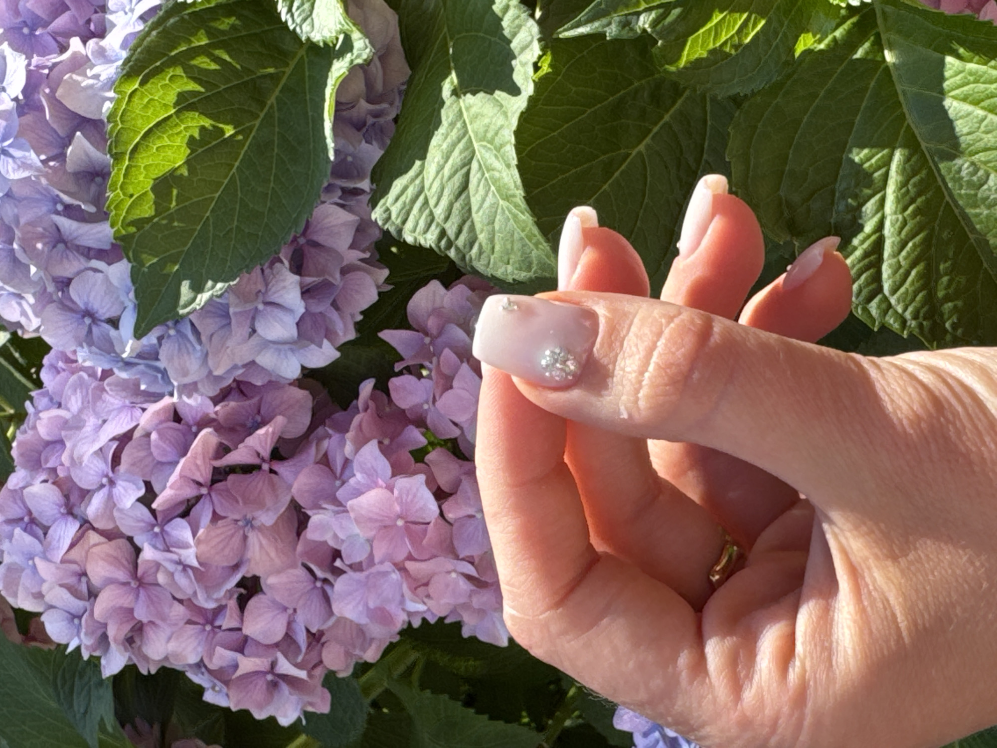 A close-up shot focuses on a person's left hand, adorned with a light pink nail polish and subtle sparkling embellishments. The hand is positioned in front of a vibrant backdrop of hydrangeas, showcasing a cluster of delicate pink and purple blossoms. Lush green hydrangea leaves are also visible, adding texture and depth to the scene. The lighting suggests it is daytime, casting a warm glow on the subject and the surrounding flora. The image was taken in Budva, Montenegro.