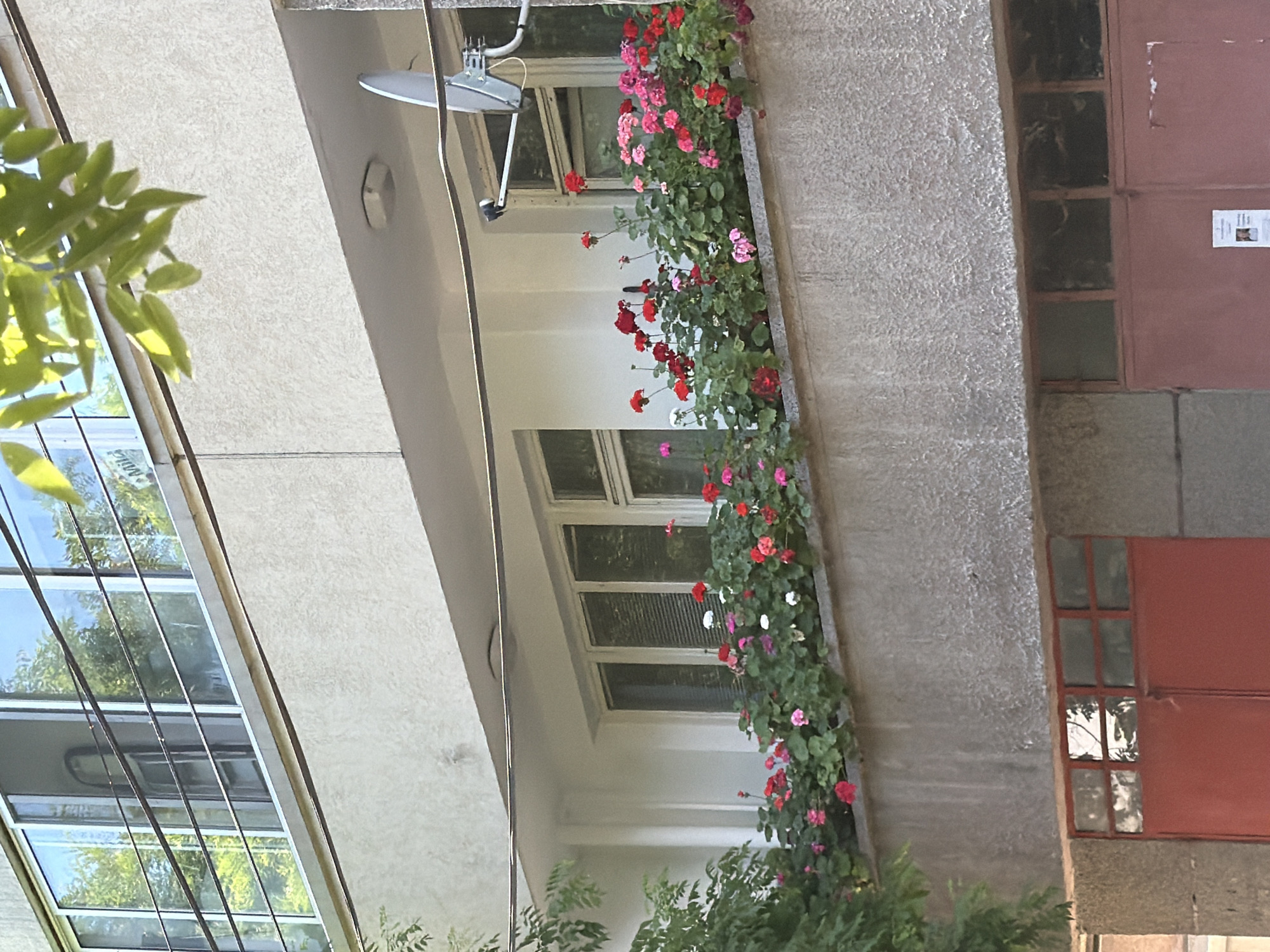 This media file captures a close-up view of a building exterior with a flower box. The primary subjects are the vibrant red and pink flowers cascading from a planter box situated above a window. The flowers are lush and in full bloom, suggesting a warm season.
The setting appears to be an urban environment, likely an apartment building or commercial property. We see textured concrete walls, a window with horizontal blinds, and a red-painted door with a small grid of glass panes. Above the window, a satellite dish and a light fixture are visible. To the left, there are reflections of trees and sky in a glass-paneled section of the building, indicating an outdoor, possibly sunny, environment. A few green leaves from a nearby plant are visible in the foreground.
There are no people visible in the media file. The activity is static; it's a depiction of the building's facade adorned with flowers. The time of day seems to be daytime, given the natural light illuminating the scene. The weather appears pleasant and sunny, supporting the healthy growth of the flowers.
A small piece of white paper with text is affixed to the red door. The text is too small to be legible. Another small, faded sign is also visible on the red door, which is also illegible.
The location context provided is Pazardzhik, Bulgaria. This information adds a geographical context to the scene of an urban building with flower decorations.