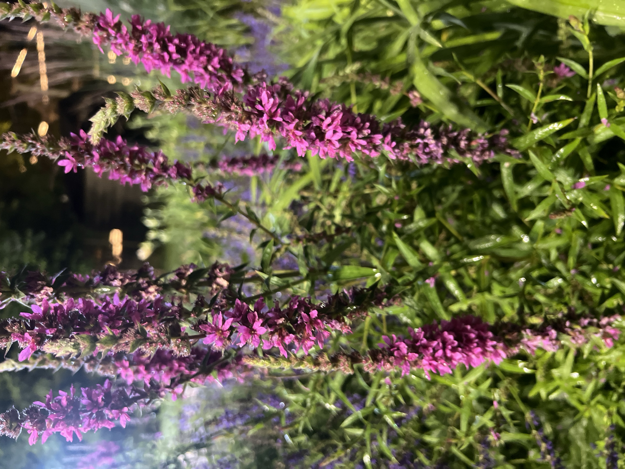 In a close-up, vertical shot, several tall spikes of purple flowers dominate the foreground, their numerous small blossoms clustered densely along the stems. The flowers are a vibrant magenta with hints of pink and purple. Dewdrops or raindrops are visible on the petals and stems, indicating recent moisture. The surrounding foliage is a lush green, with long, slender leaves. In the blurred background, more purple flowers are visible, suggesting a garden or a planted area. Lights in the distance create soft, bokeh-like circles of yellow and white. The overall impression is of a natural, outdoor setting, possibly a park or garden, with a focus on the vibrant floral display.