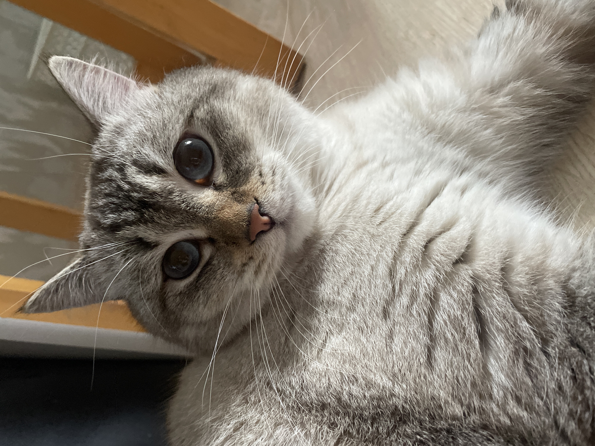 This close-up, eye-level photograph, taken in Votkinsk, Russia, captures a domestic cat lying down with its head tilted towards the camera. The cat, possibly a lynx point or similar breed, features light cream and greyish-brown fur with subtle tabby markings on its forehead and ears. Its most striking features are its large, round, dark blue eyes with dilated pupils that reflect light, giving it an attentive and curious expression. The cat has a small, pinkish-brown nose and prominent, long white whiskers extending from its muzzle. Its fur appears soft and dense, displaying a gradient from lighter cream on its body to darker greyish-brown on its extremities, particularly noticeable around its ears and facial points. The background is softly blurred, revealing warm-toned wooden furniture, likely a chair or table leg, and a lighter, indistinct surface, indicating an indoor setting with ample natural light, suggesting it is daytime. No text is visible in the image.