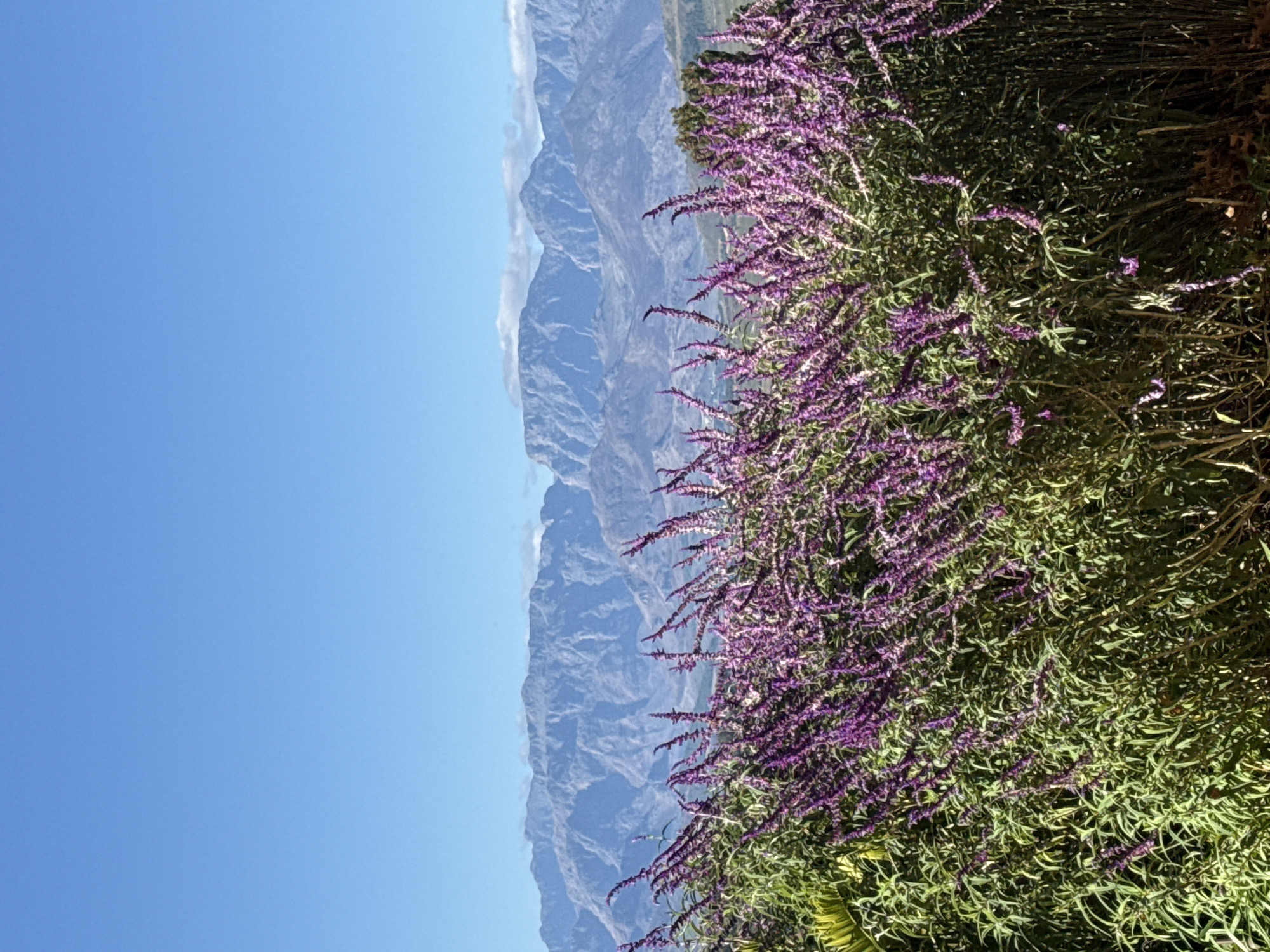 The image shows a landscape with a clear blue sky above a mountain range, with visible layered peaks and valleys. In the foreground is a bush with green foliage and purple flowers. The location is likely within the Stellenbosch Local Municipality in South Africa, suggested by the typical landscape and vegetation. There are no people visible in the image.
