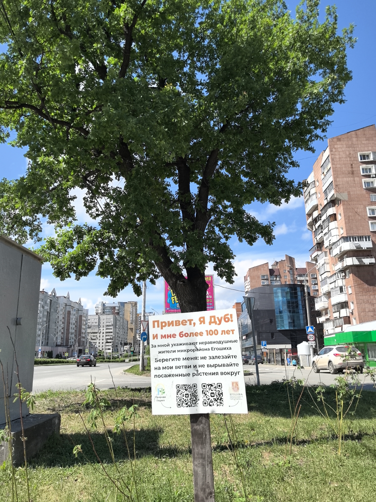The image shows a large oak tree in Perm, Russia. A sign is attached to the tree, stating "Hello, I am an oak! And I am over 100 years old. I am being cared for by caring residents of the Yegoshikha microdistrict. Take care of me: do not climb on my branches and do not pull out the planted plants around". The sign also includes two QR codes and the logos of "Nature of Perm" and "Yegoshikha". The oak tree is surrounded by grass and a few small plants. In the background, there is a street with cars, buildings, and a blue sky with some clouds. There is a traffic signal and another traffic sign next to the rightmost building, and a parking sign next to a modern-looking glass building.