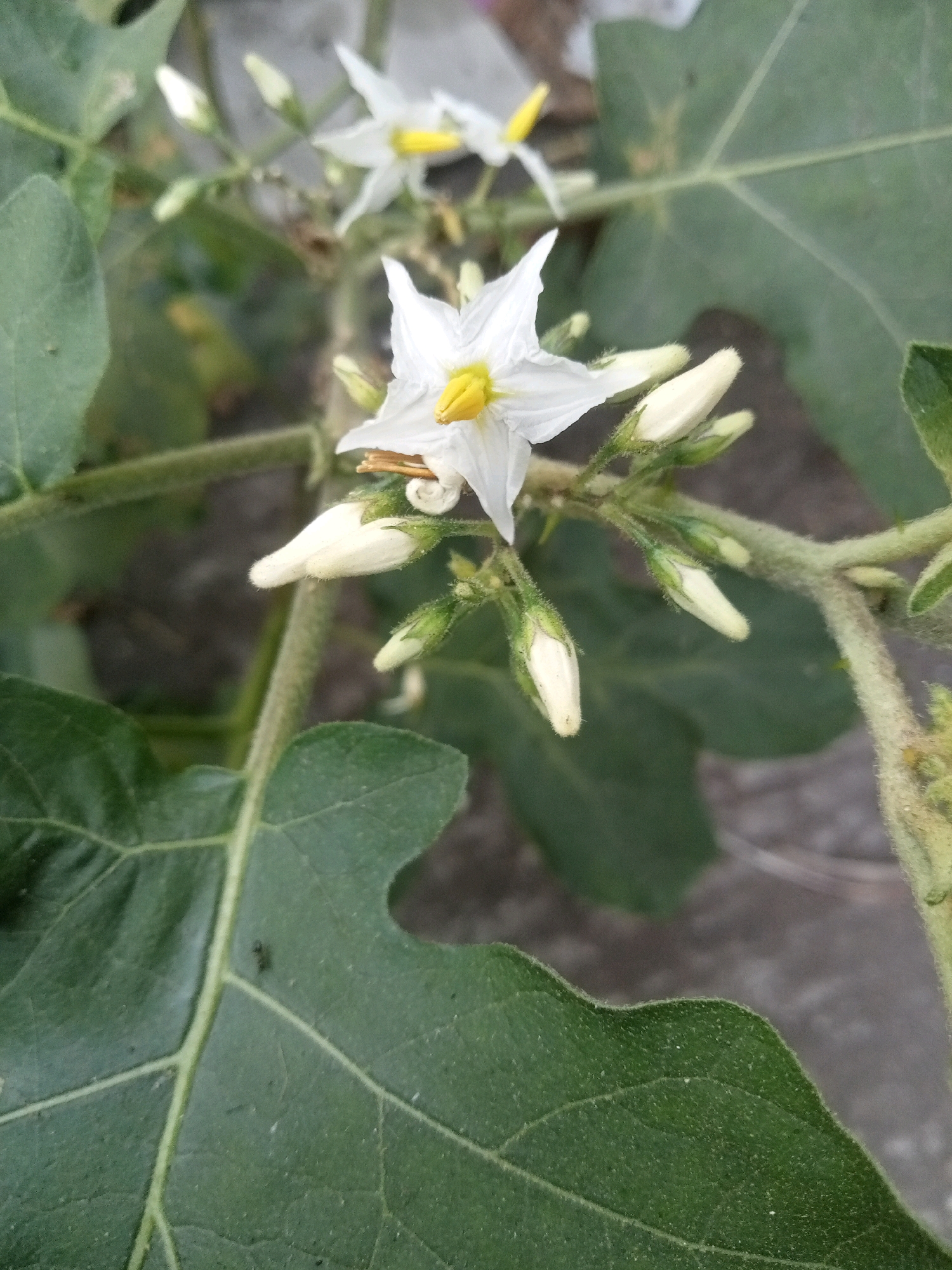 A close-up shot focuses on a white, star-shaped flower with a yellow center, blooming on a plant with large green leaves and developing buds. The scene is likely outdoors, with a naturalistic background that appears to be blurred earth or pavement. The detail suggests the image was taken in Rambeanak, Indonesia. There are no people or animals visible in the frame.