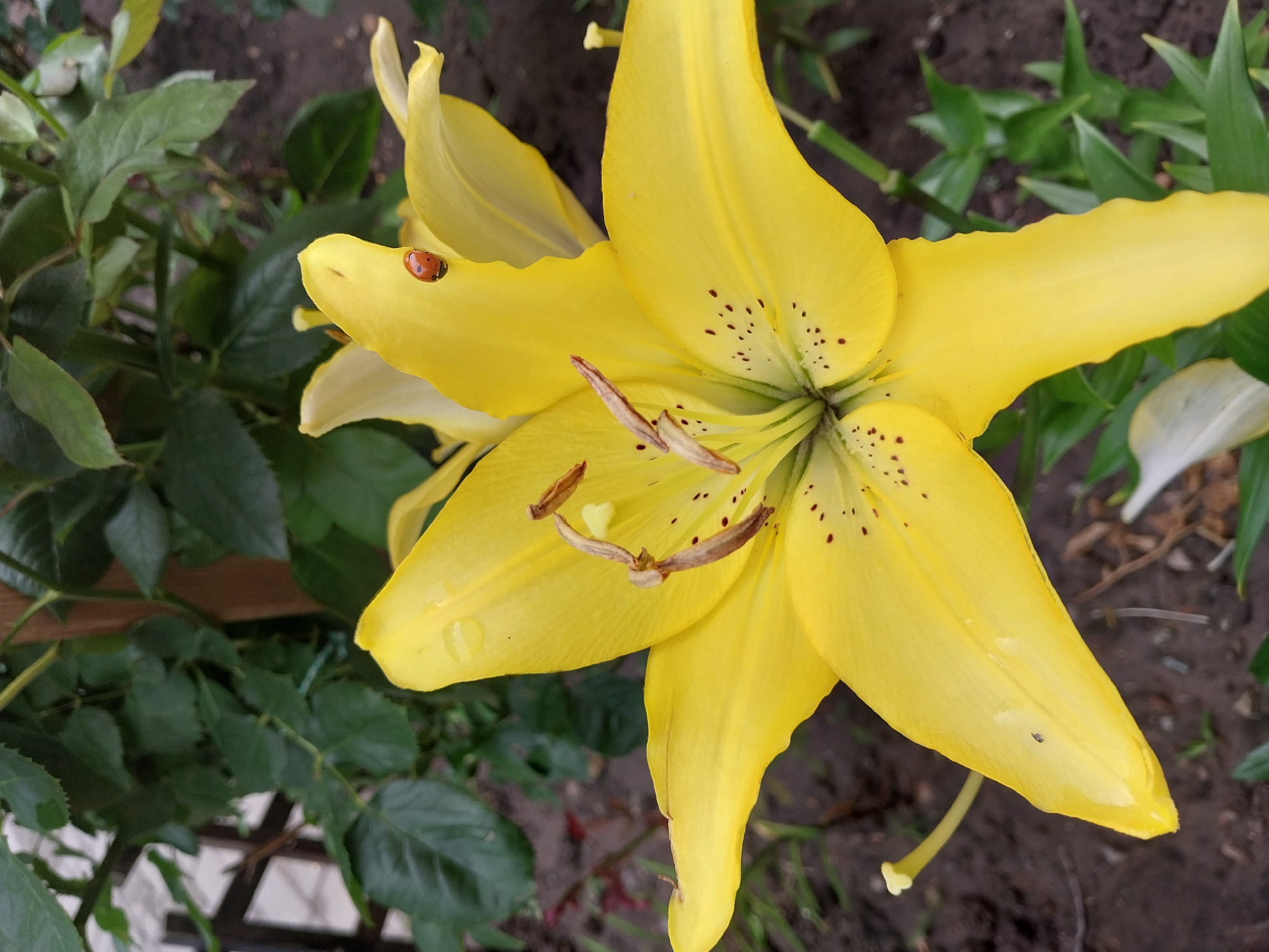 A bright yellow lily flower, with delicate dark spots on its petals, is the central focus of the image. One petal has a small, orange ladybug on it. The flower is surrounded by lush green leaves and dark soil. The background appears to be a garden setting. The image was taken outdoors in Dnipro, Ukraine.