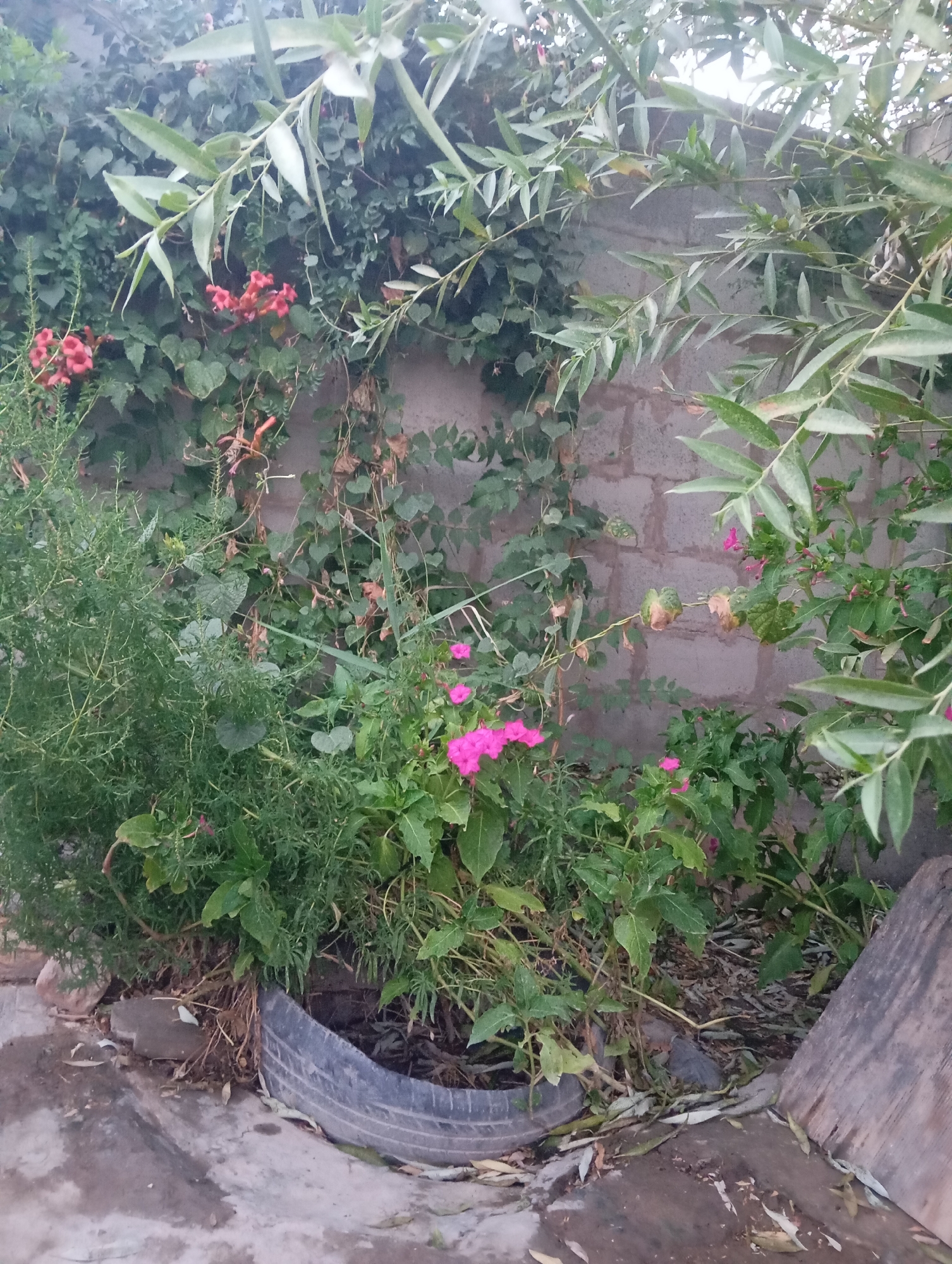 The image depicts an overgrown garden area against a brick wall in Chimbay, Uzbekistan. The garden is lush with various plants, including dense green foliage, vines climbing the wall, and scattered clusters of small pink and orange flowers. A portion of a black tire, appearing to be repurposed as a planter, is visible at the bottom left of the frame, filled with dry leaves and soil. To the right, a weathered wooden plank leans against the wall. The overall scene suggests a neglected or wild garden space, with no people or specific activities visible. The environment is outdoors, with natural light suggesting daytime.