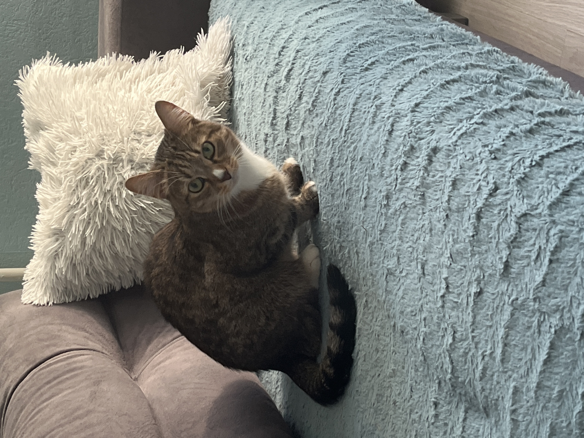 A medium-sized brown tabby cat with white markings on its chest and paws is perched on the edge of a light blue, heavily textured sofa. It is looking directly at the camera with green eyes. The cat is positioned between a plush white pillow and the sofa back. The bottom portion of a second, gray sofa is partially visible in the lower left. The environment appears to be an indoor domestic setting. The location of the city of Izhevsk, Russia, is not able to be determined from the given image.