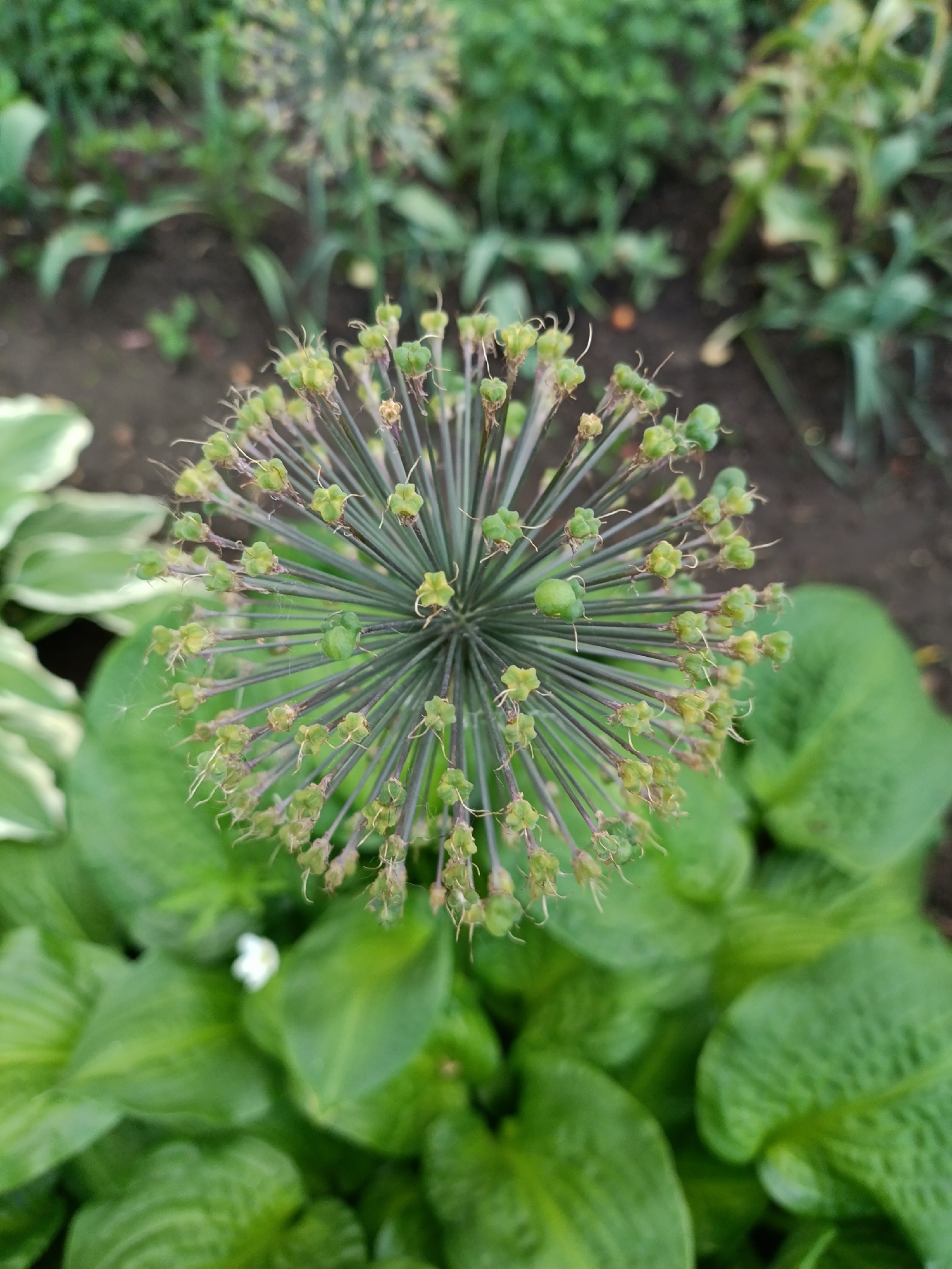 The image shows a close-up of a spherical, unopened allium flower head, composed of many small, green buds attached to thin, radiating stems. The flower head is centrally located and in sharp focus, with a hint of dried brown filaments visible at the tip of some buds. Surrounding the allium are large, lush green leaves, likely hostas, which are softly blurred in the foreground and mid-ground. To the left, a hosta leaf with white variegation is partially visible. The background is a mix of dark soil and more blurred greenery, suggesting a garden setting. A tiny white flower is visible among the hosta leaves. The overall impression is one of a garden during the daytime, likely in late spring or early summer when alliums are forming their seed heads. The lighting is soft, indicating an overcast or shaded environment, possibly early morning or late afternoon. The scene evokes a sense of natural beauty and growth. No text is visible in the image. The location context is Chaikovsky, Russia.