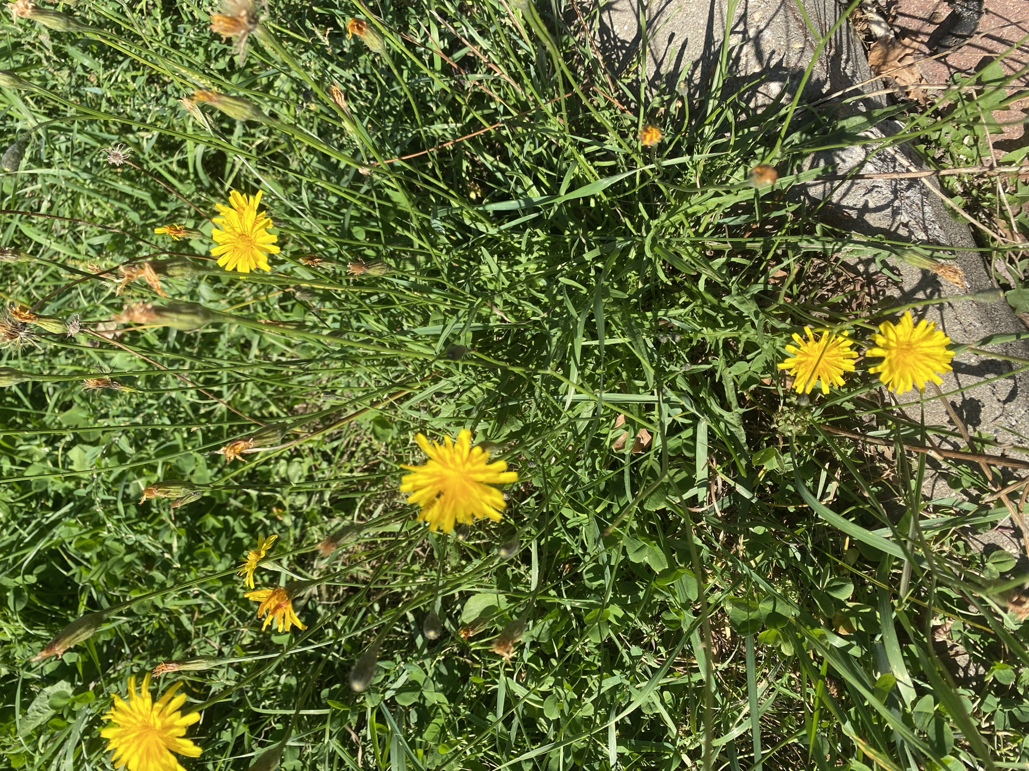 The image shows a patch of grass with several yellow dandelion flowers and some seed heads. The dandelions are in various stages of bloom, with some fully open and others still developing. The grass is green and appears to be growing in a somewhat unkempt area, possibly a park or a roadside. There is a hint of concrete or paving stones on the right side of the image, suggesting an urban or suburban environment. The lighting suggests it is daytime, with shadows cast by the plants. No people are visible in the image. The location is Ivanteyevka, Russia.